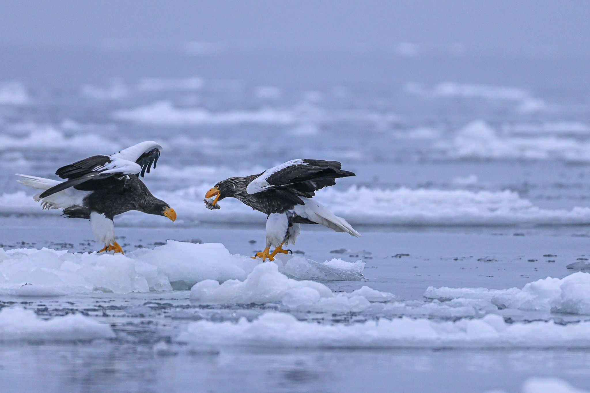 An image of two Steller's Sea Eagles passing a fish between one another with their beaks. It is unclear if they are fighting over the fish or sharing it.