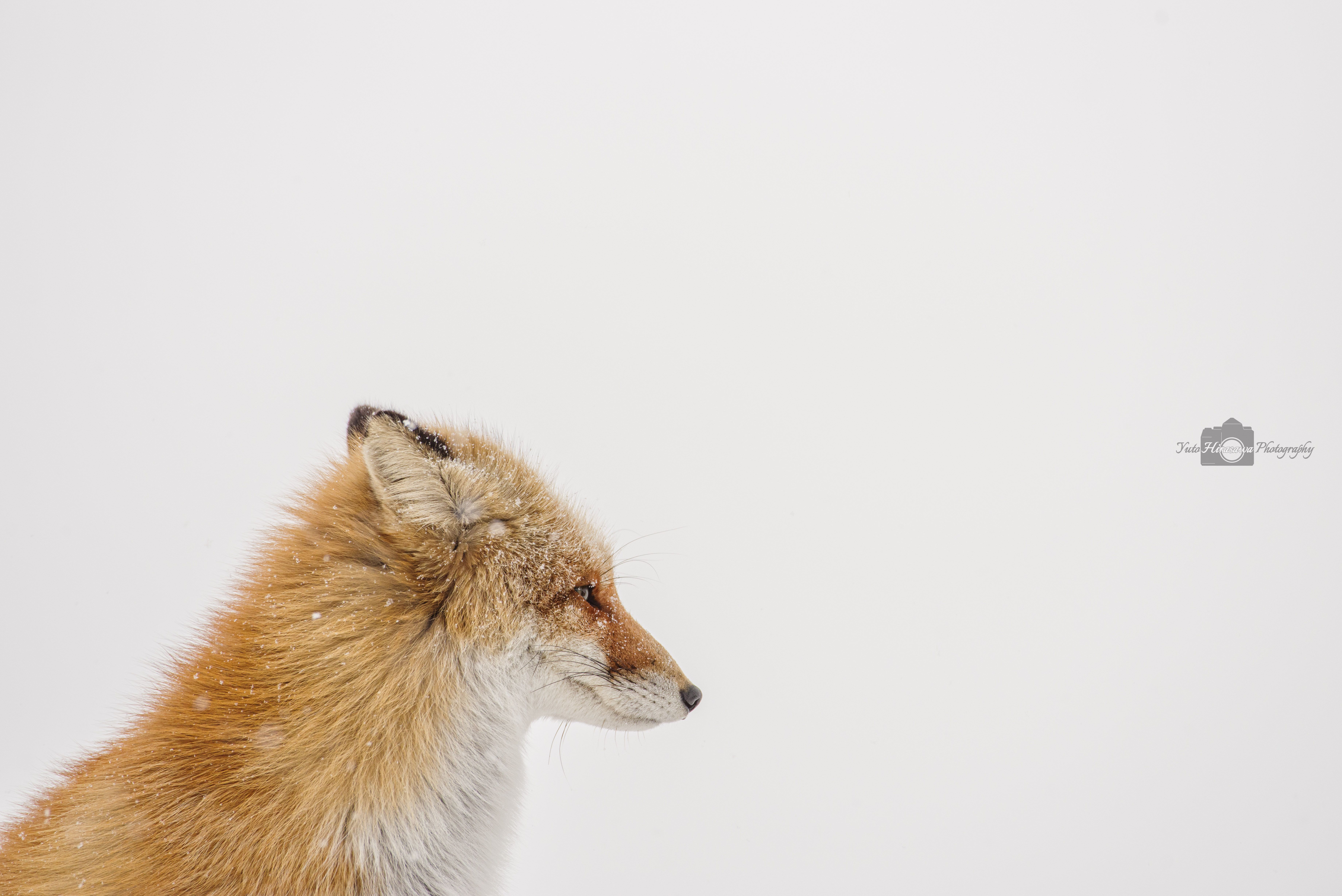 A profile photograph of a red fox in the snow. Snowflakes have settled on its fur.