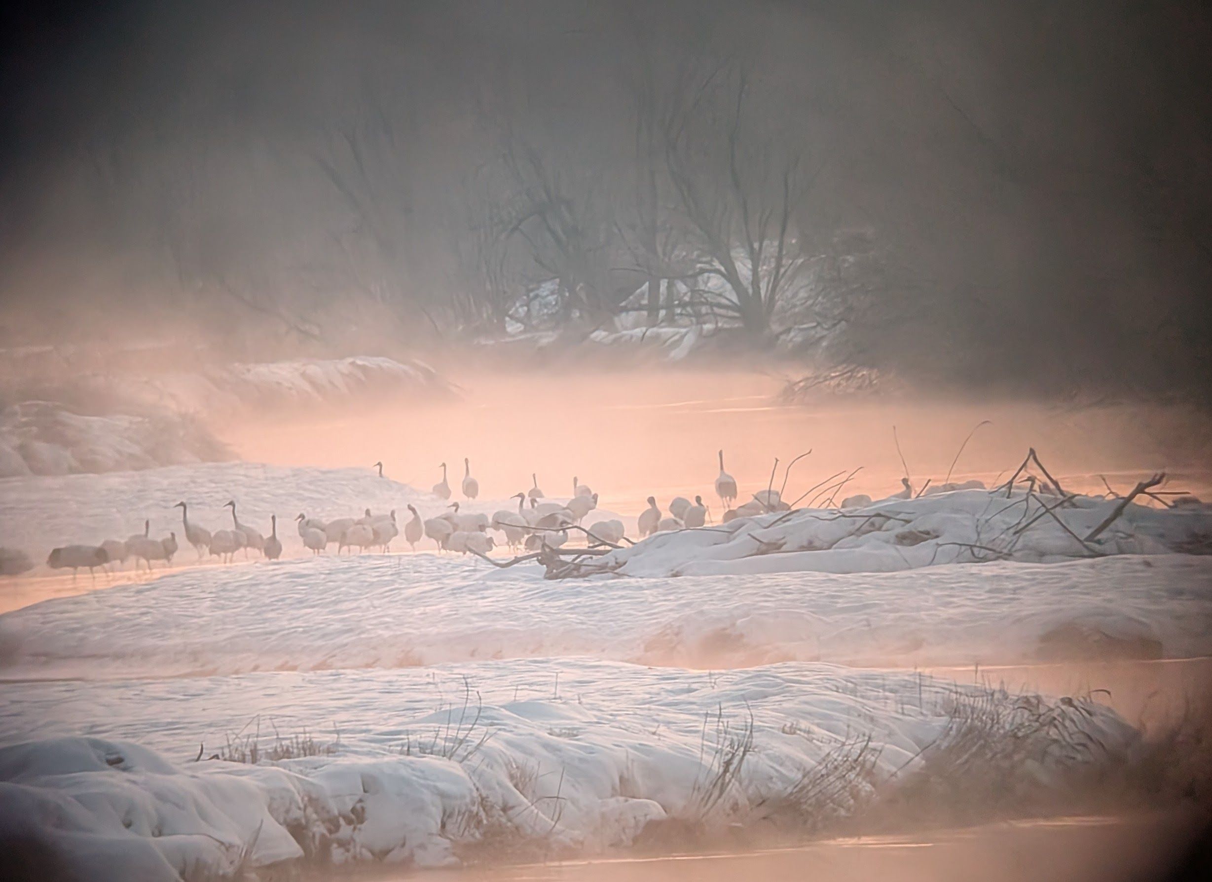 A view of cranes along the Setsuri River as seen through a scope. In the early morning light, the river looks a peachy pink colour and steam rises from its surface.