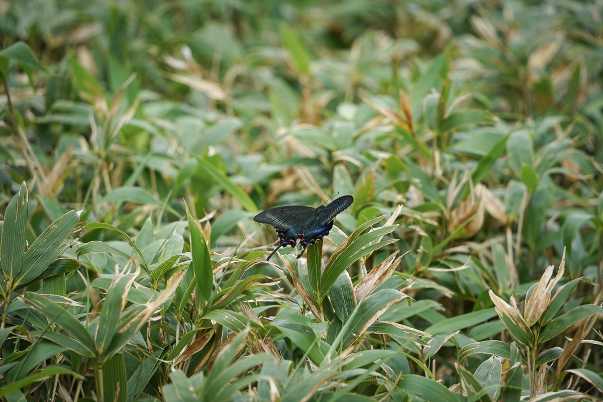 A swallow tail butterfly perches on sasa bamboo grass