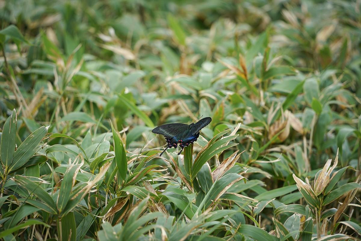 A swallow tail butterfly perches on sasa bamboo grass