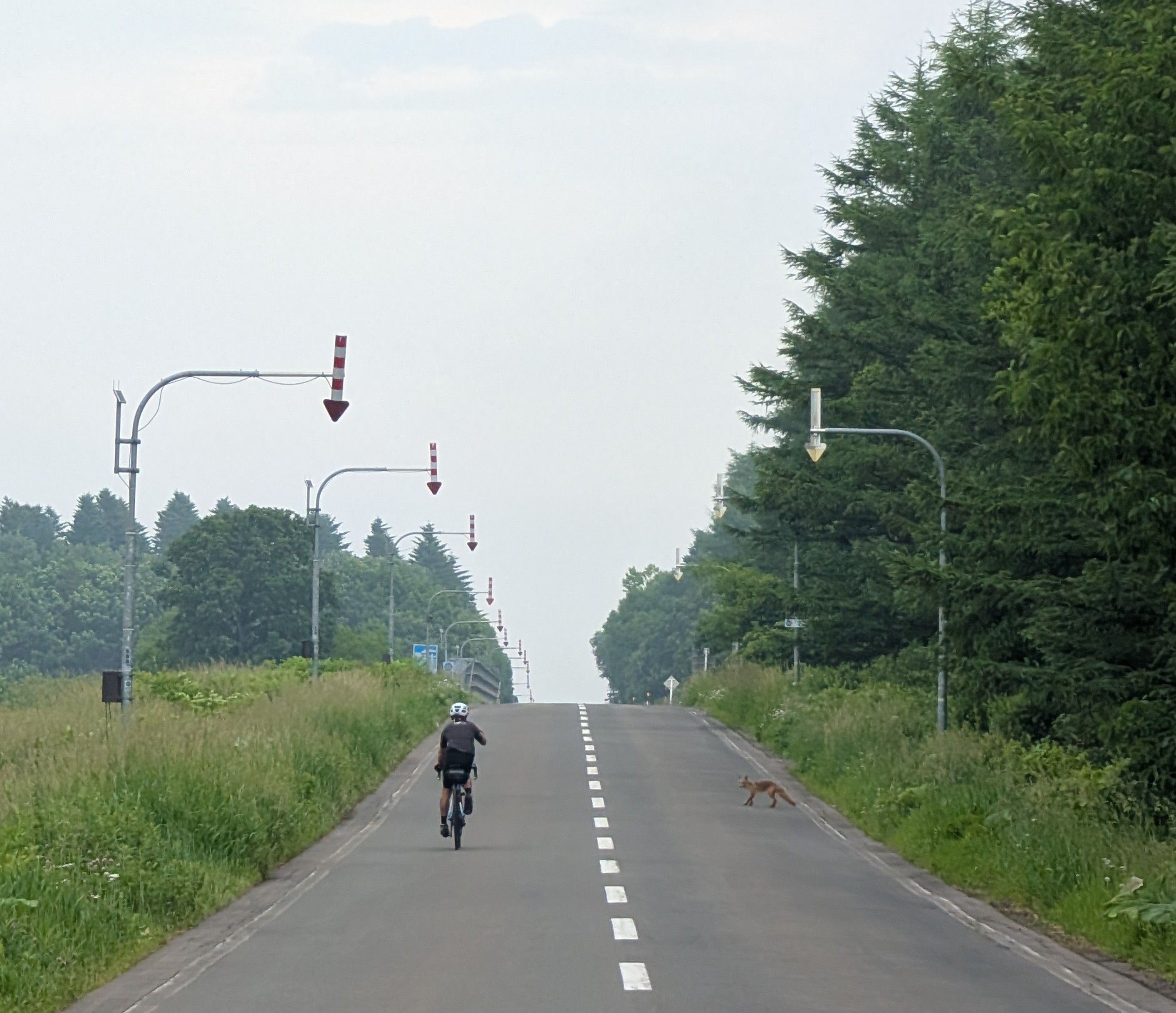 A cyclist ascends a road in east Hokkaido. On his right, a red fox stands at the edge of the road, about to cross.