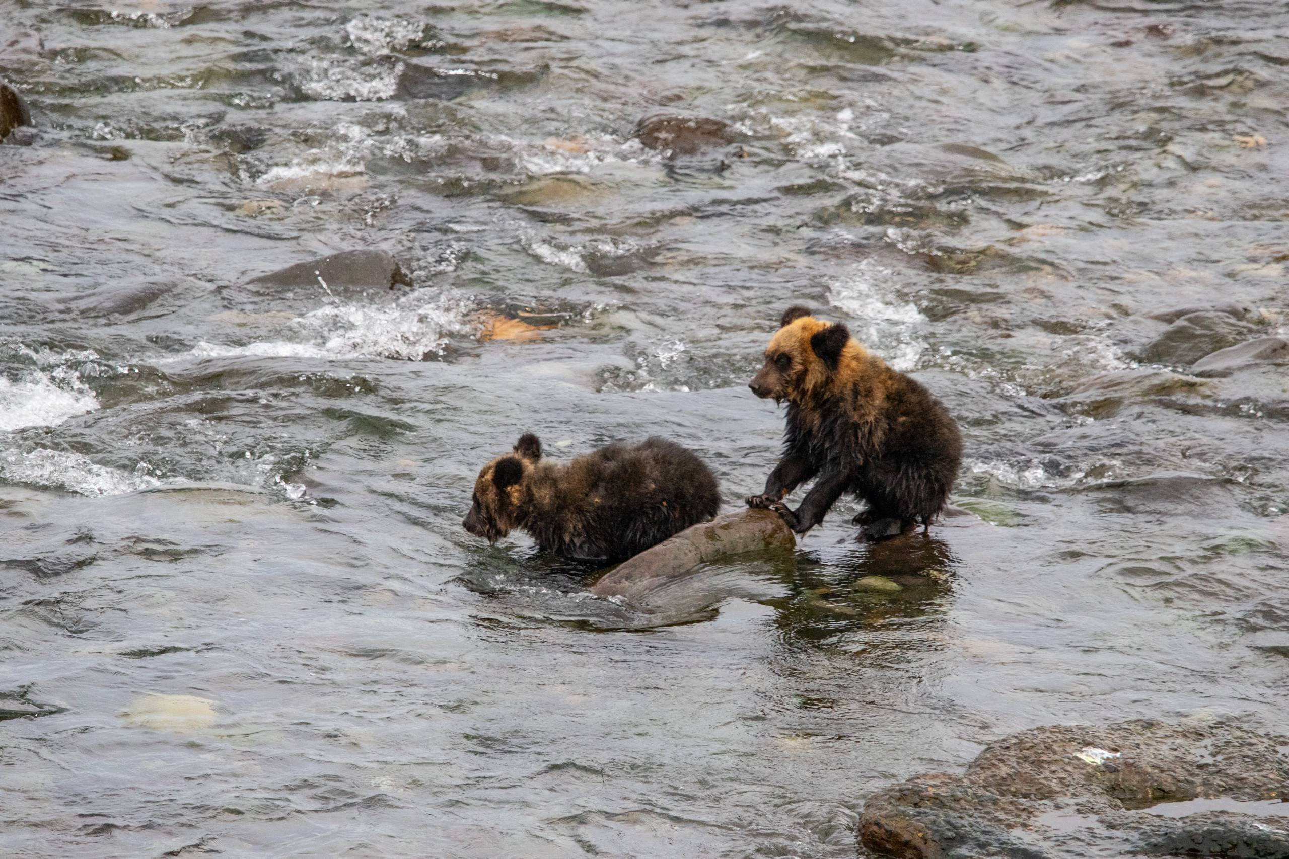 Two bear cubs splash about in a river. They are watching something outside of the frame.