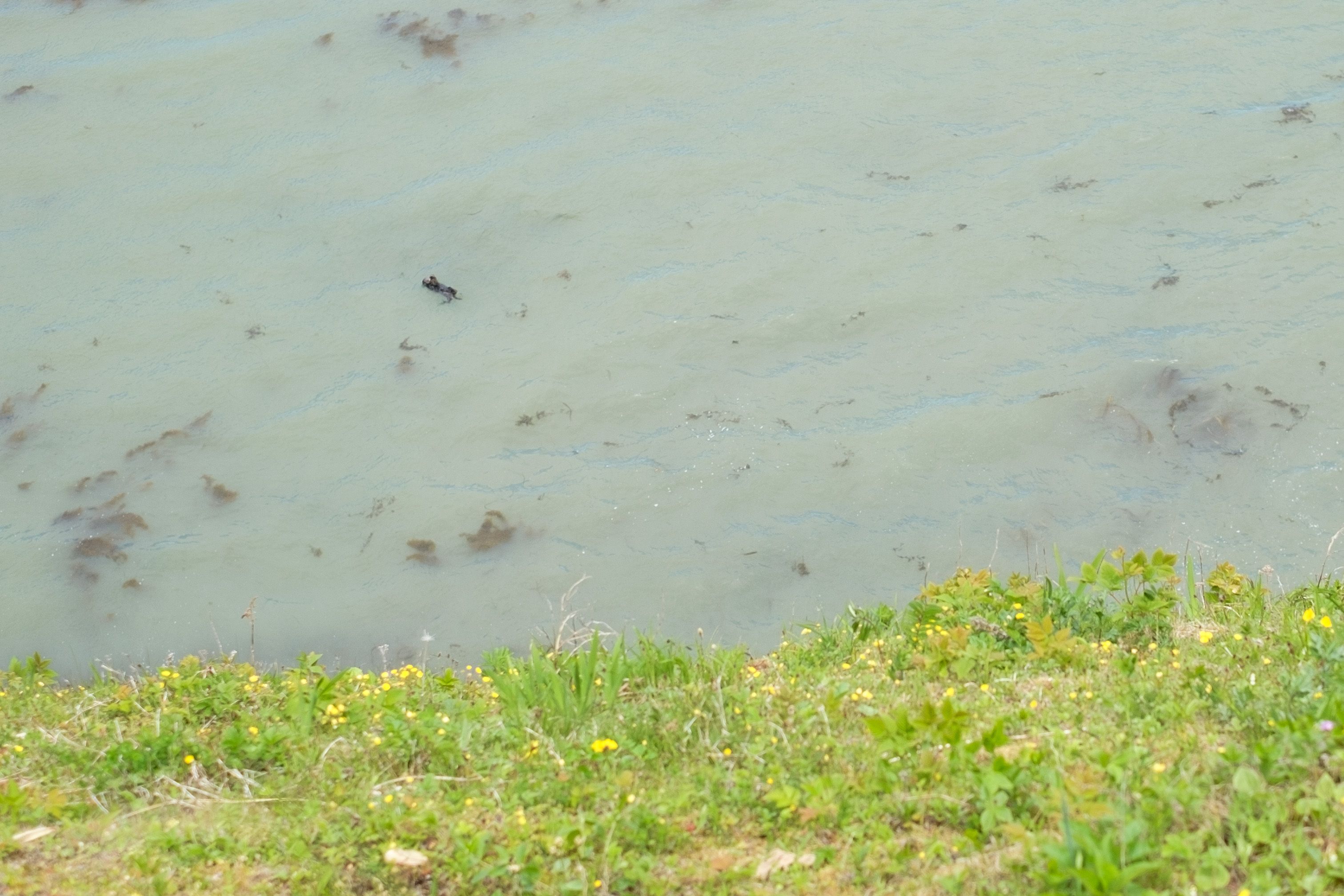 A Sea Otter mother and pup are seen floating amongst kelp at the bottom of a green cliff.