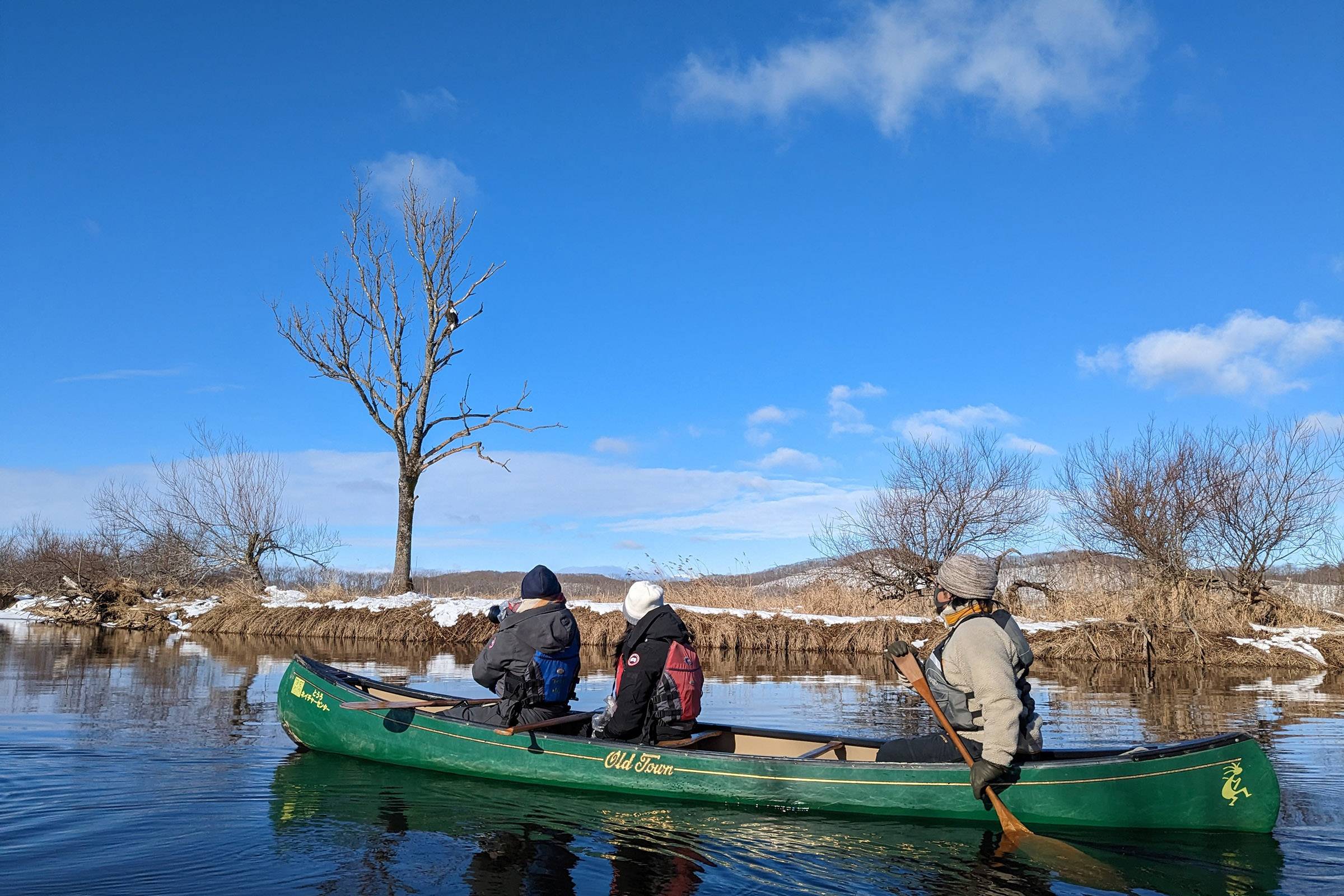 Under a bright blue winter sky with sparse clouds, a small group on a guided canoeing tour paddles a green canoe through the calm waters of the snowy Kushiro Wetland. In the background, a majestic Steller's Sea Eagle perches prominently in a bare tree, overlooking the tranquil, snow-dusted landscape.