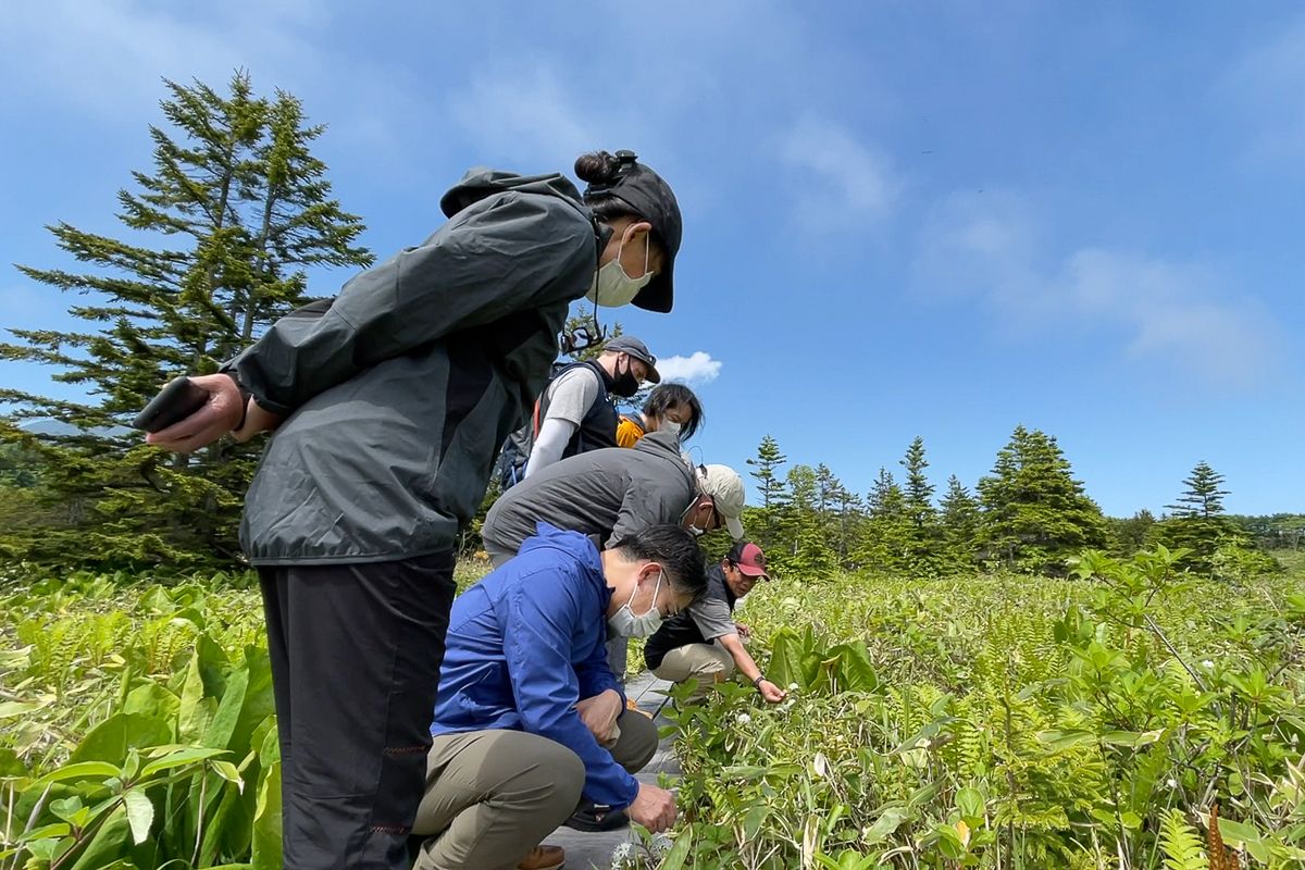 Hikers on the boardwalk at Minamihama marsh on Rishiri Island