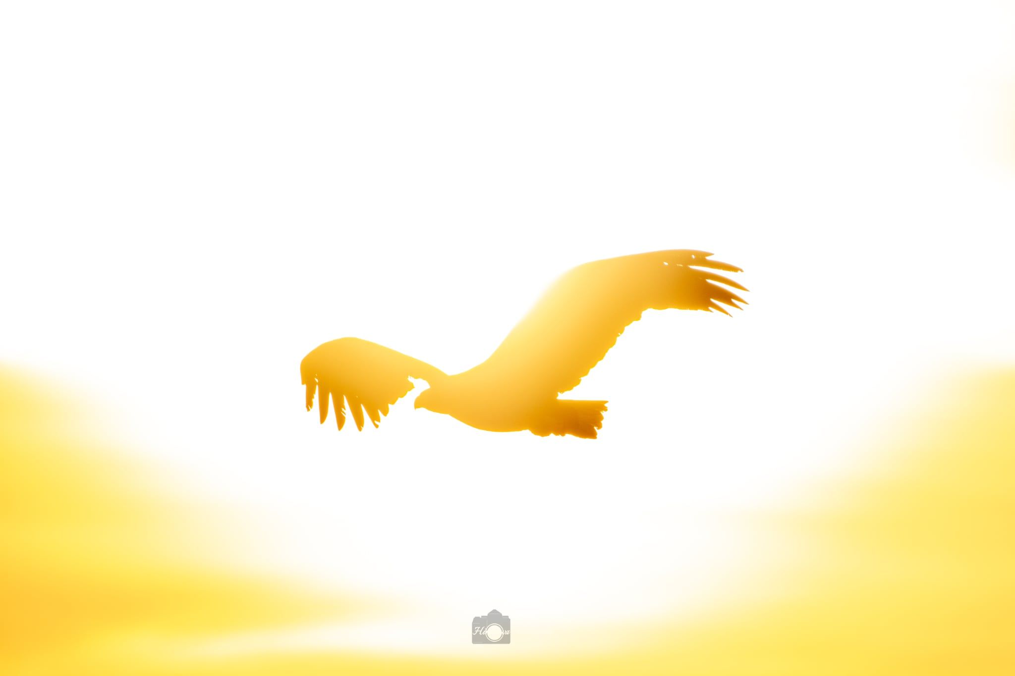 The silhouette of a Steller's Sea Eagle flying in front of the rising sun.