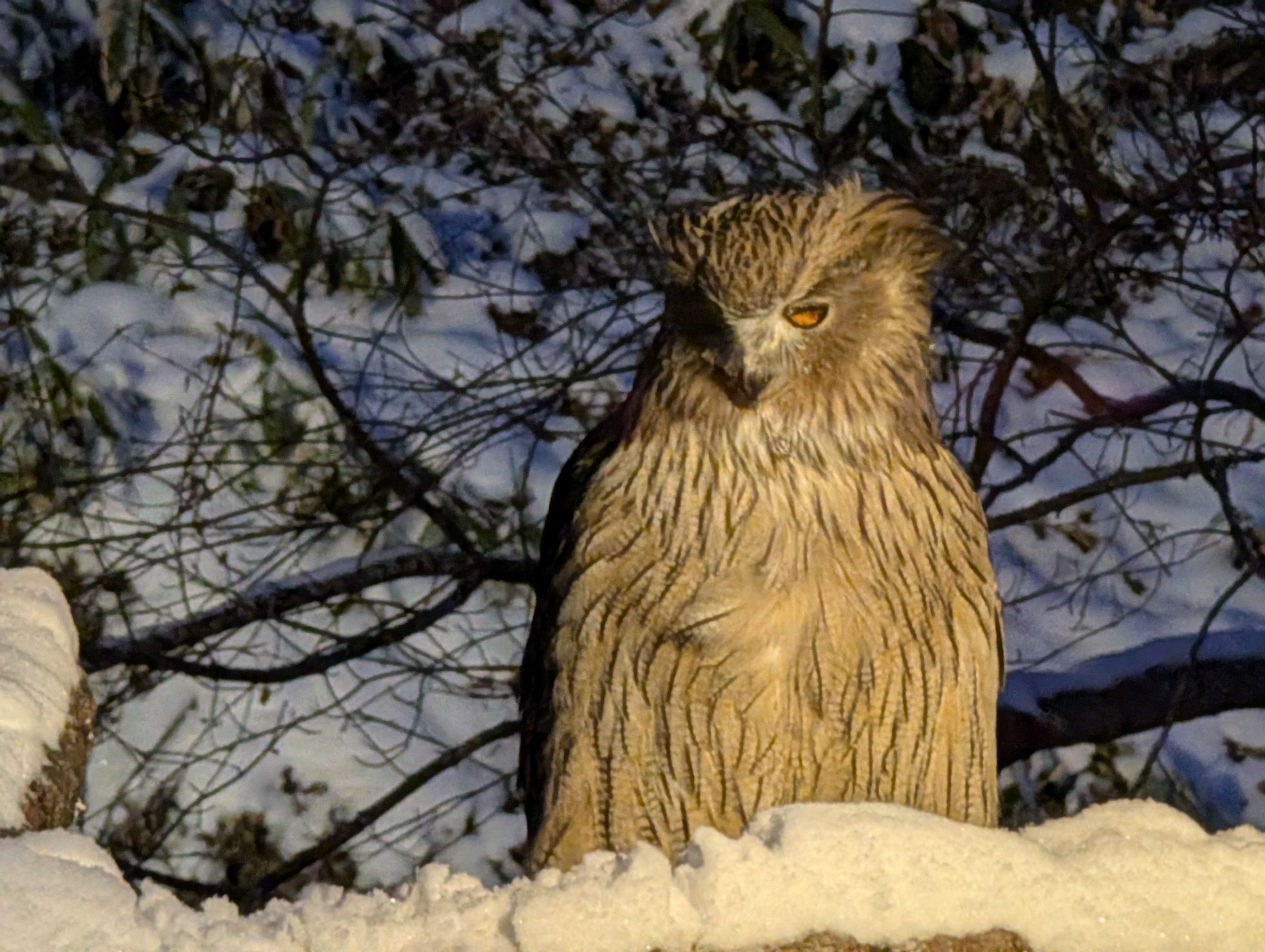 A photo of a Blakiston's fish owl, the largest owl in the world.