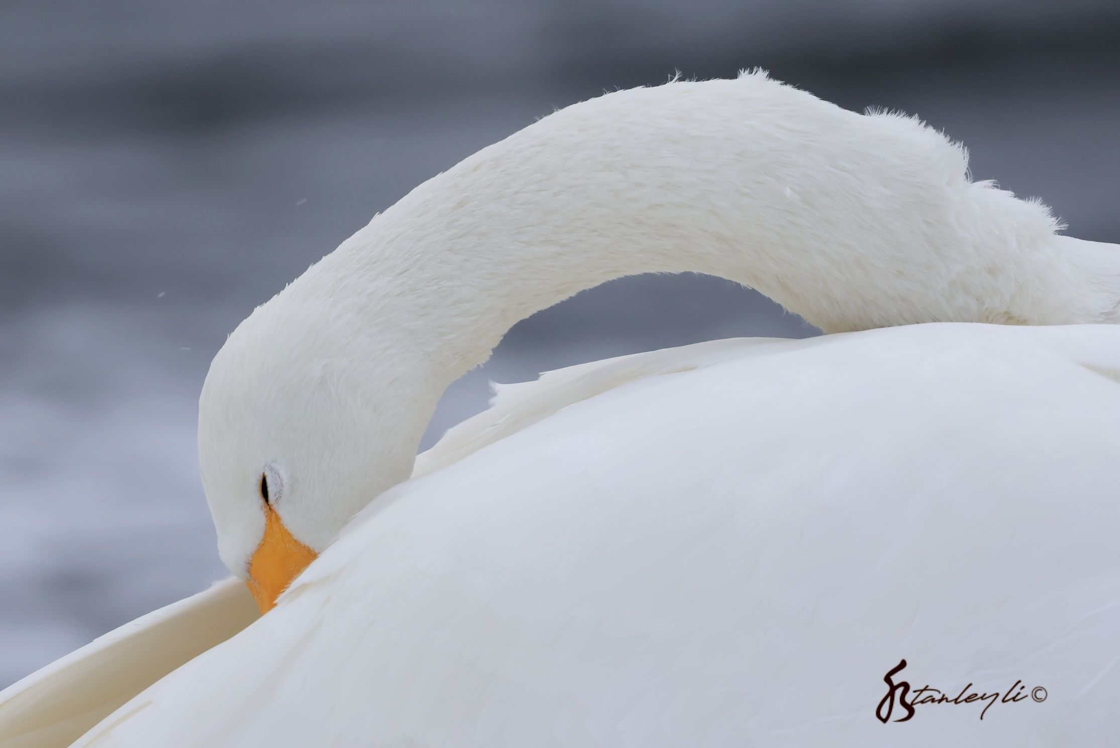A close up photo of a Whooper Swan burying it's beak in it's feathers at Lake Kussharo during winter.