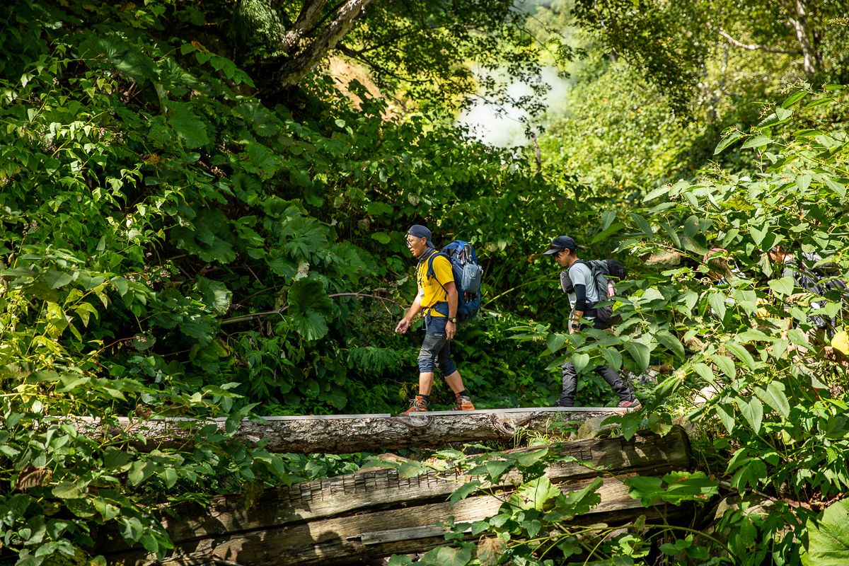 Two hiking guides walk across a log framed by a sea of greenery in the Daisetsuzan National Park