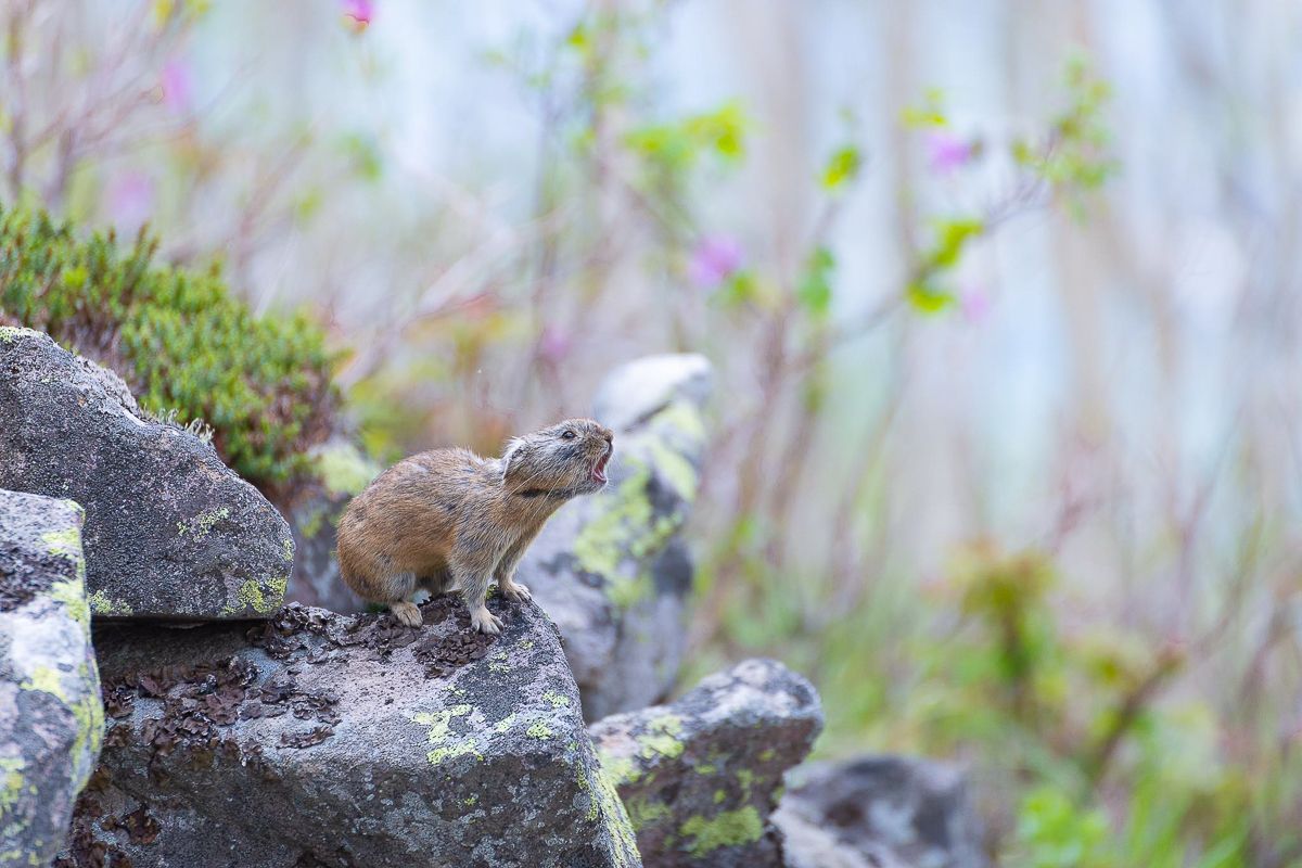 A Northern Pika, a small mammal similar to a rabbit without the long ears, calls out from a rocky perch.