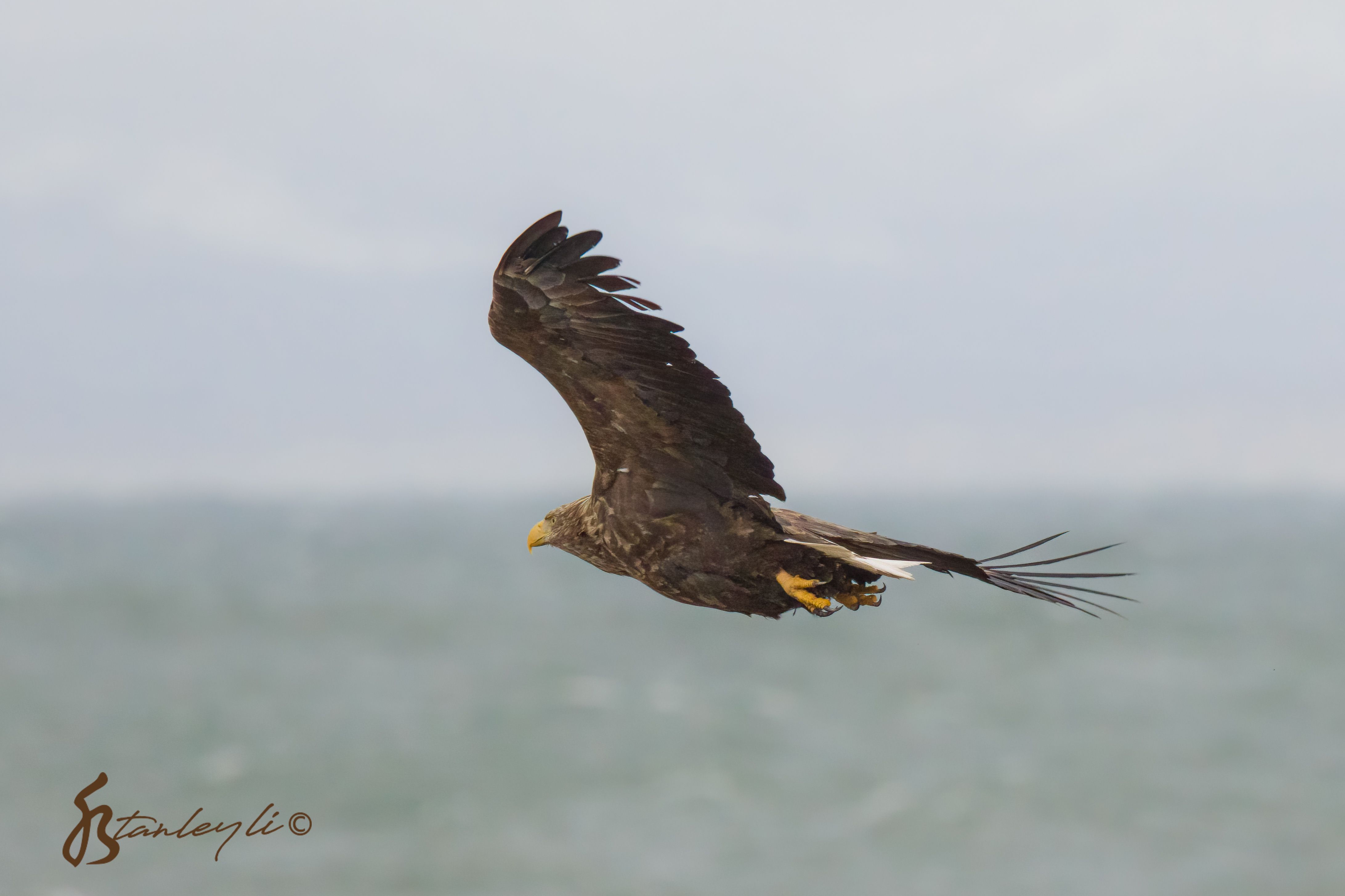 A white tailed eagle photographed in flight on the Notsuke Peninsula, Hokkaido.