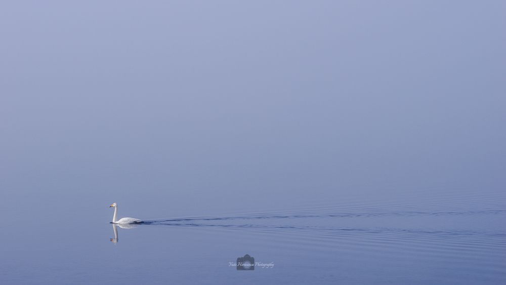 A single swan glides across a still lake on a misty day, perfectly reflected in the water's surface.