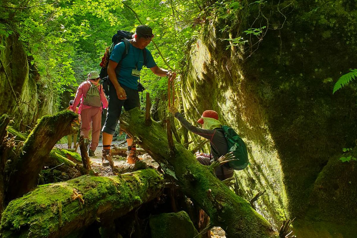 Guide Yasu assisting guests to climb over fallen trees.