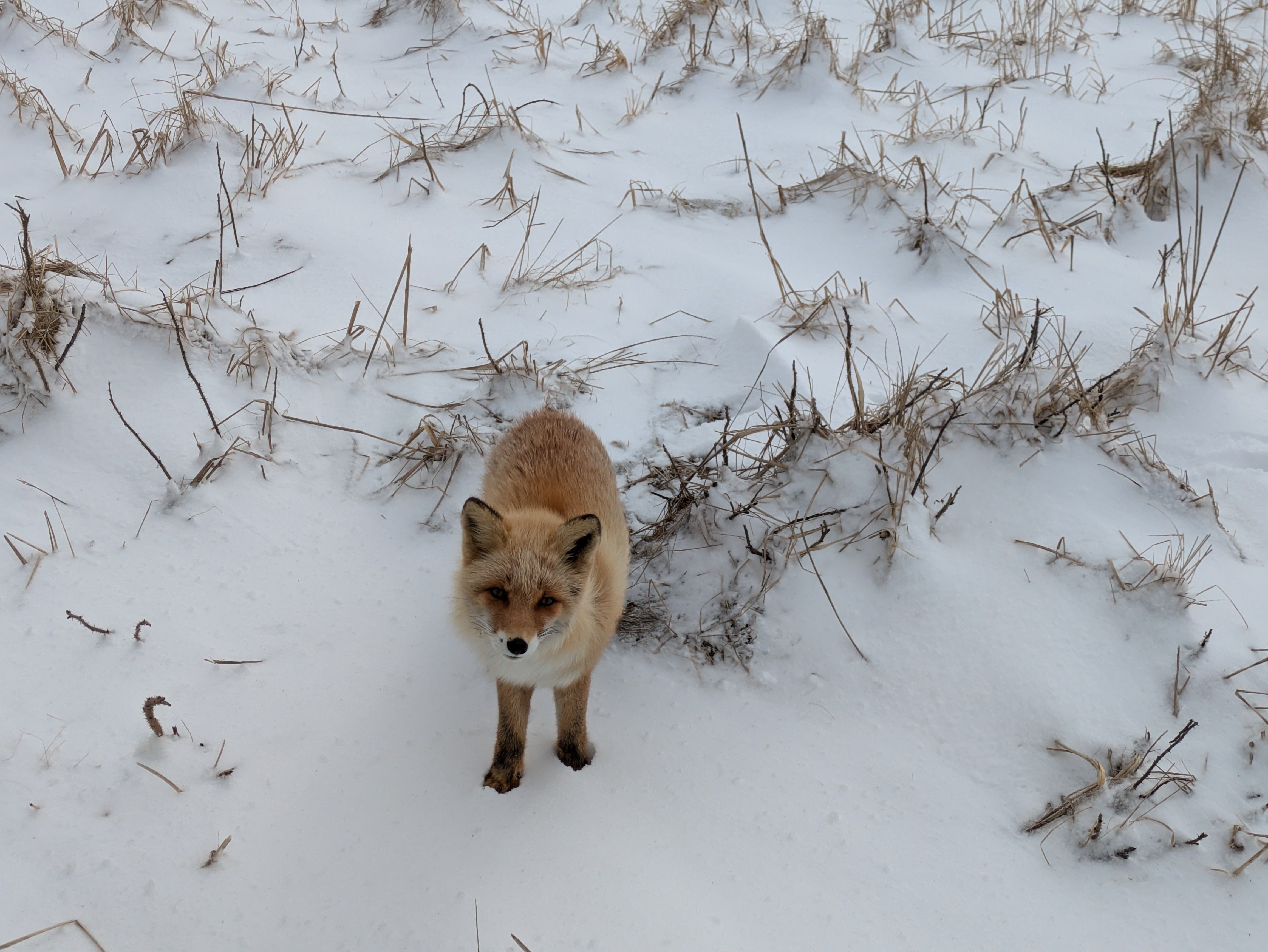 A red fox in the snow. The view has been taken from above the fox and the fox is staring curiously up at the camera.