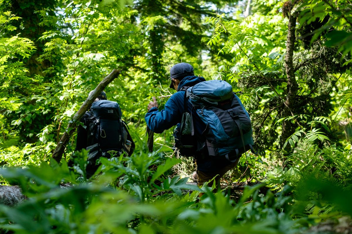 A hiker walks through a green forest on Rishiri Island.