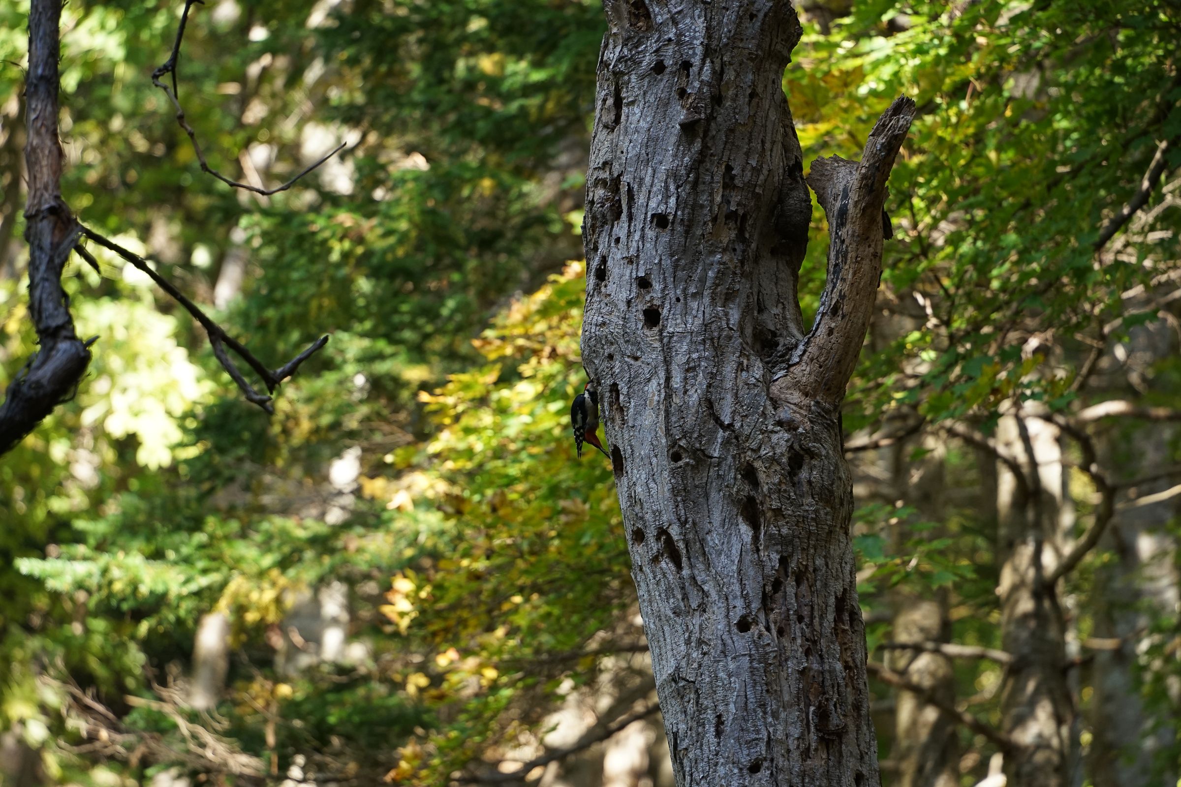 A tree covered in holes pecked out by a small woodpecker. The woodpecker in question is on the tree, pecking at the bark.