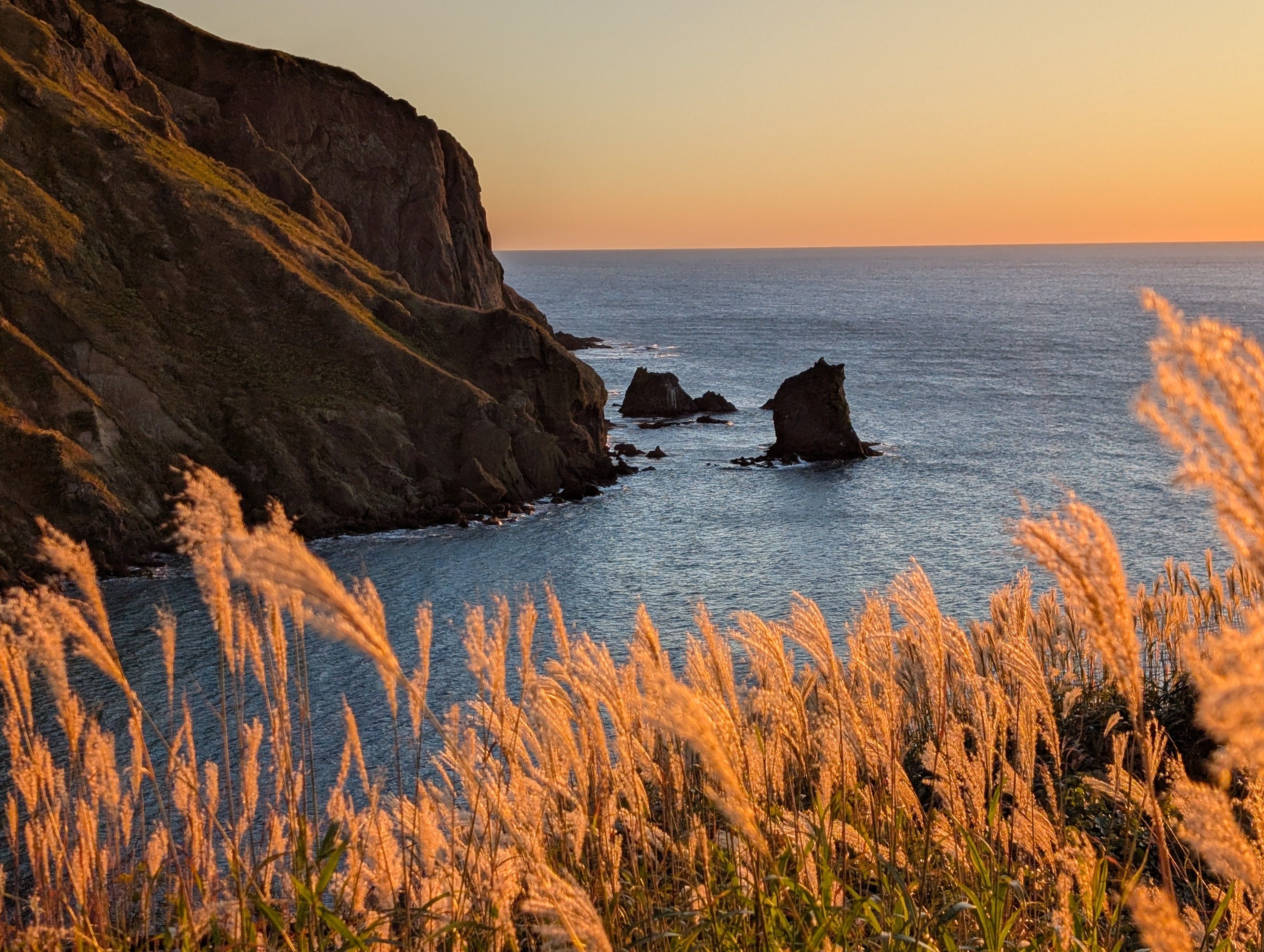 A photograph of the coast of Rebun Island, Hokkaido, at sunset. Fluffy pampas grass is in the foreground and it catches the evening light, glowing a warm orange.