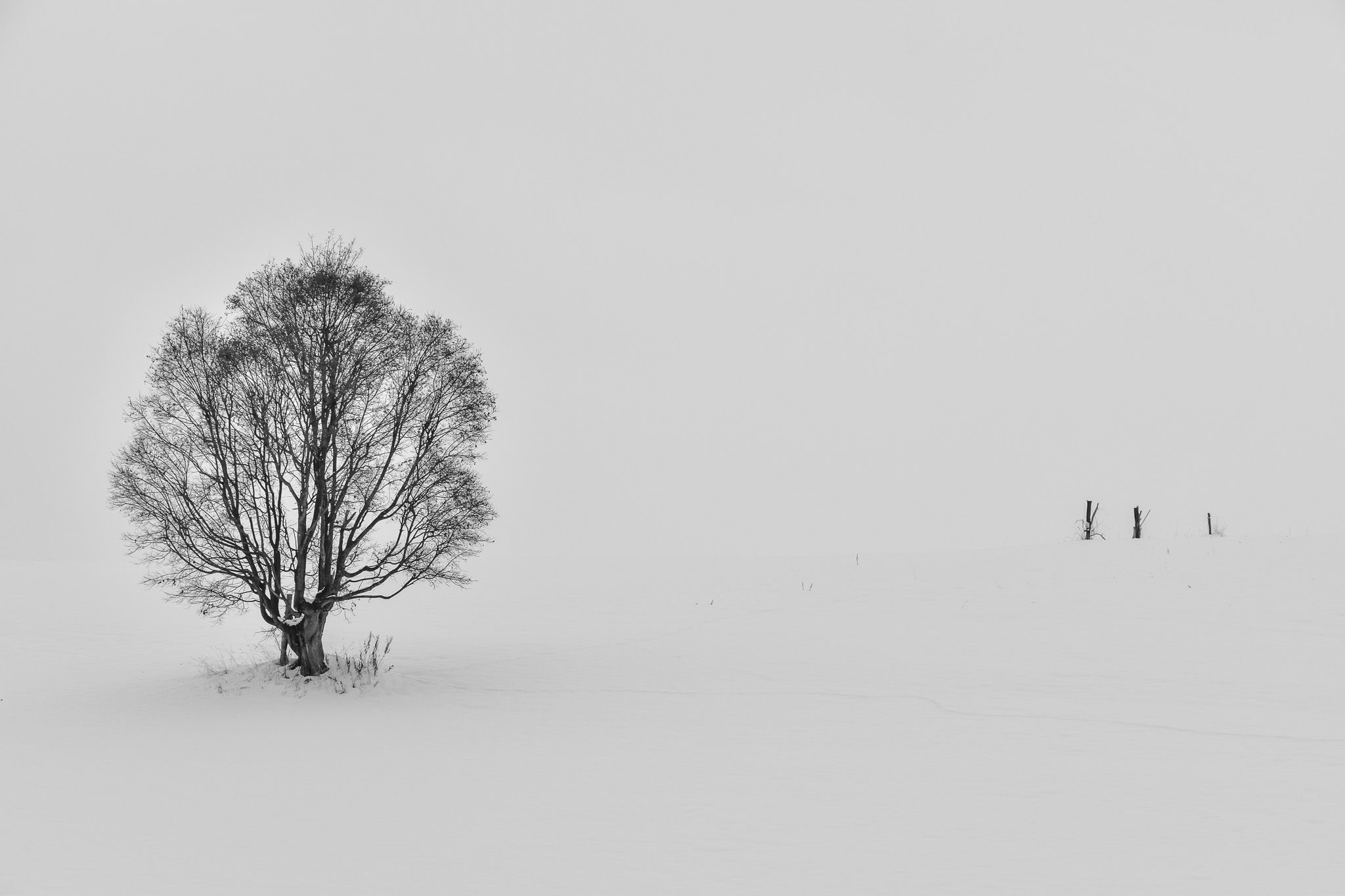 A photo of a minimal winter landscape. The scene is completely white apart from one tree and some fence posts in the snow. Because the ground is covered in snow and the sky is overcast, the world looks completely white and it looks like the tree and the fence posts are floating in a white world.