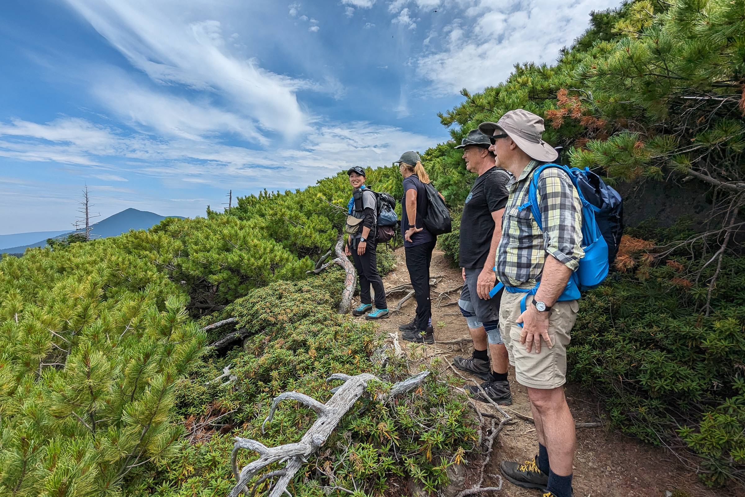 A trail flanked by Japanese Stone Pines on the Mt. Meakan trail.