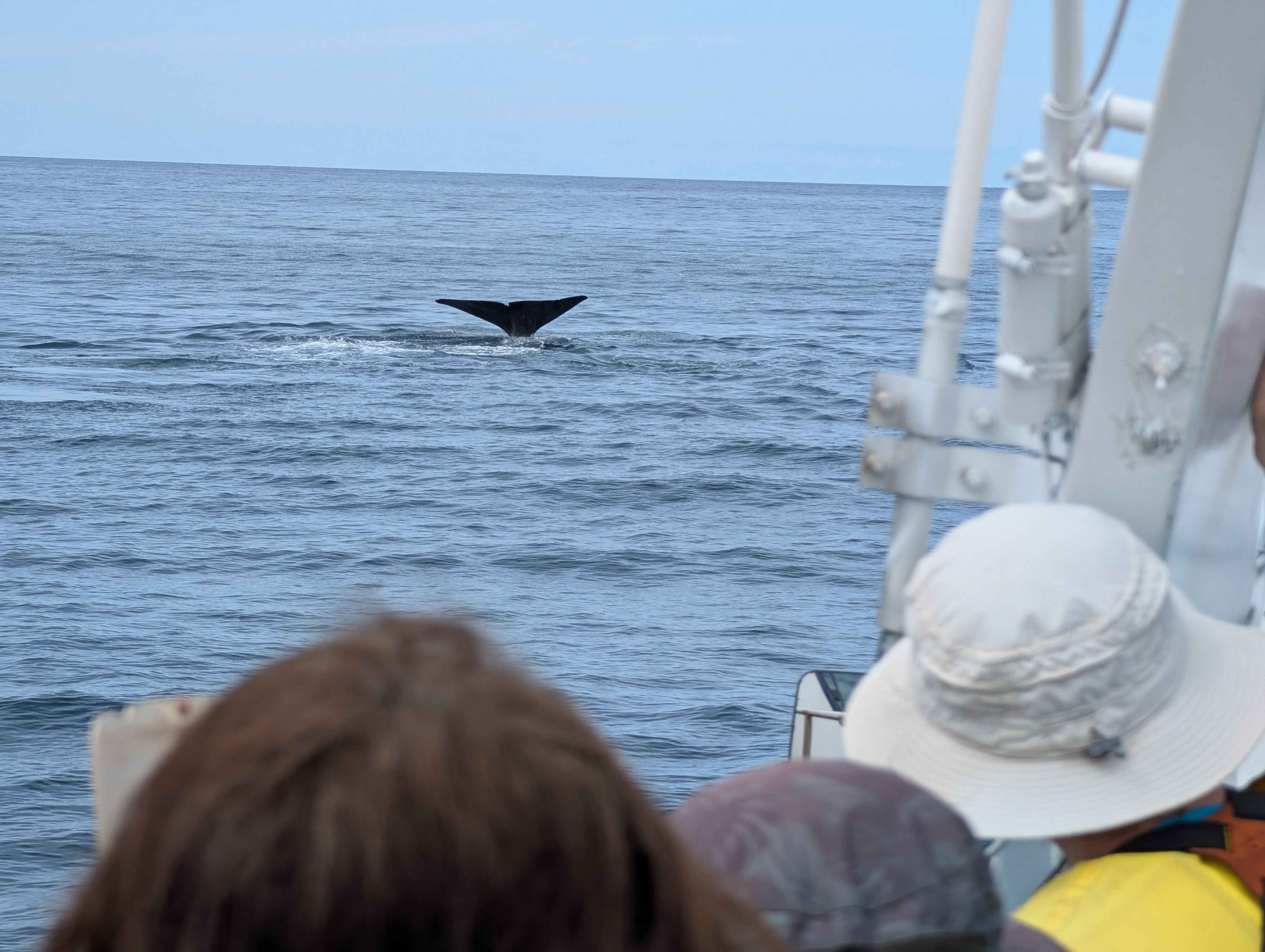 The flipper of a large whale species disappears below the waves. In the foreground, three people are watching, capturing the moment on video or camera on their smartphones.