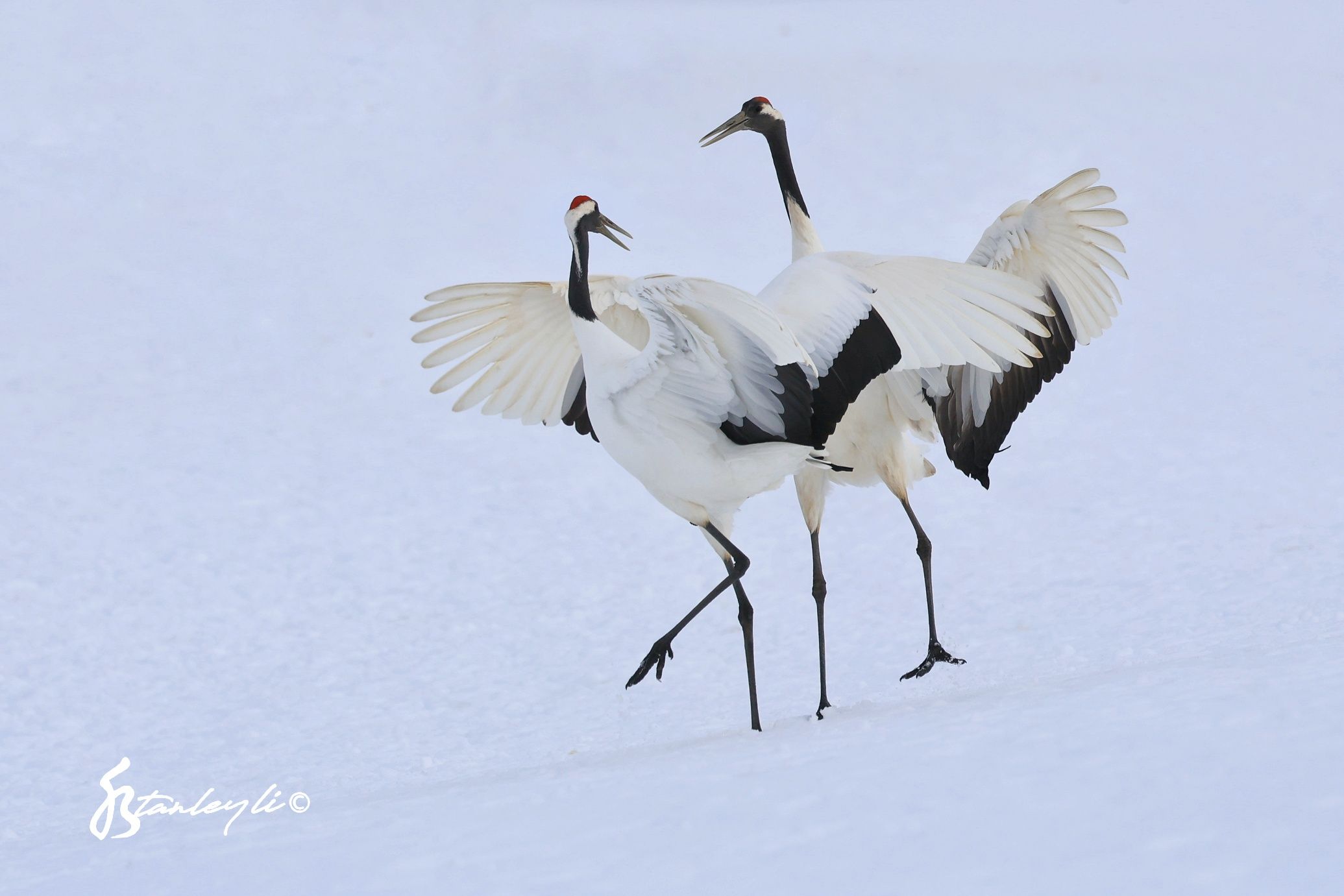 Two Red Crowned Cranes dance in Tsurui, Hokkaido.