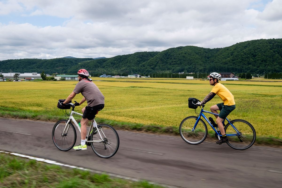 Cyclists ride past yellow rice fields