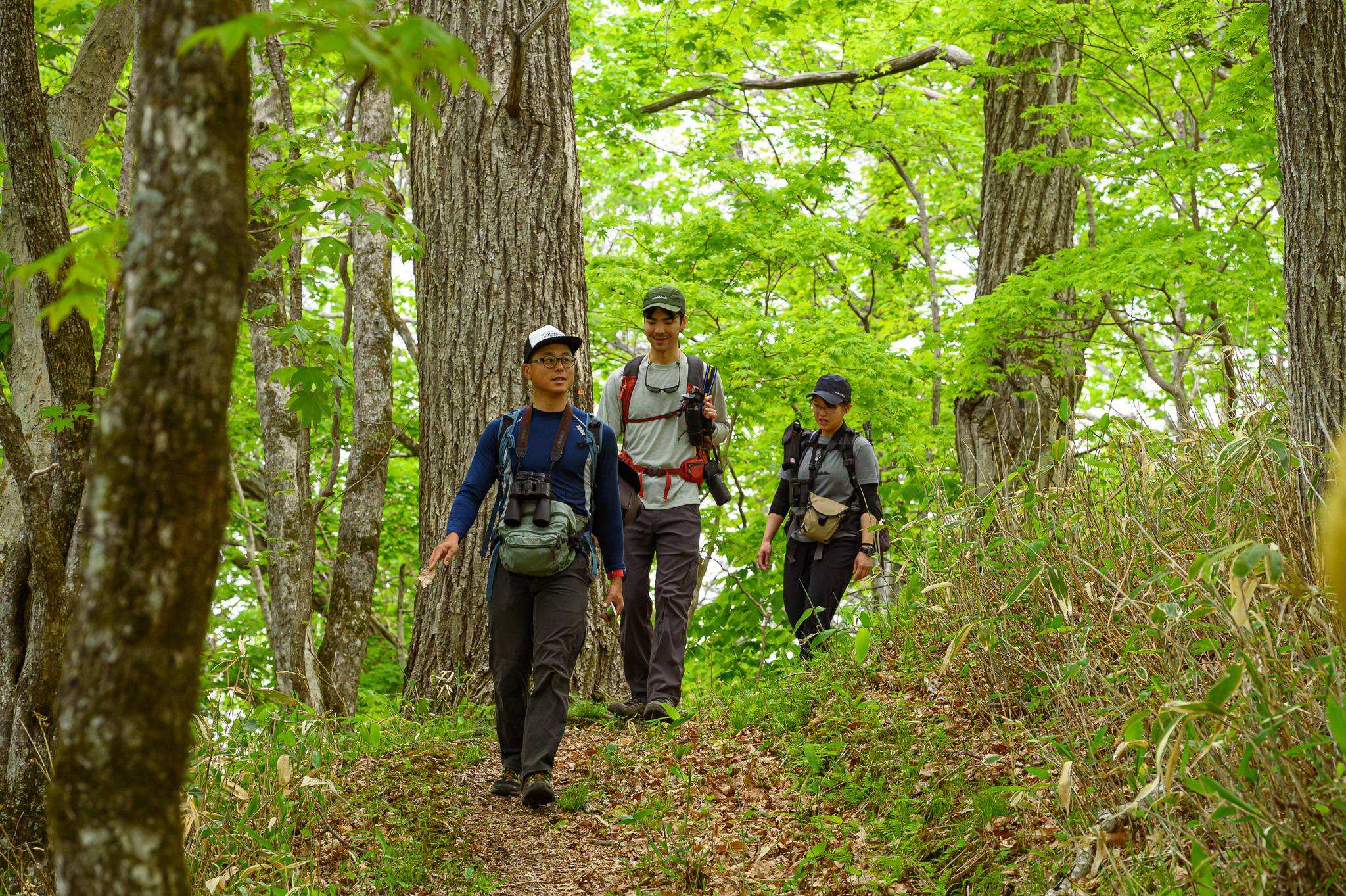 A low-angle shot captures three people on a guided hiking trip, walking up a lush, green trail in Poroto Forest. The bright green canopy and tall tree trunks surround the trail, with the hikers wearing outdoor gear and backpacks.
