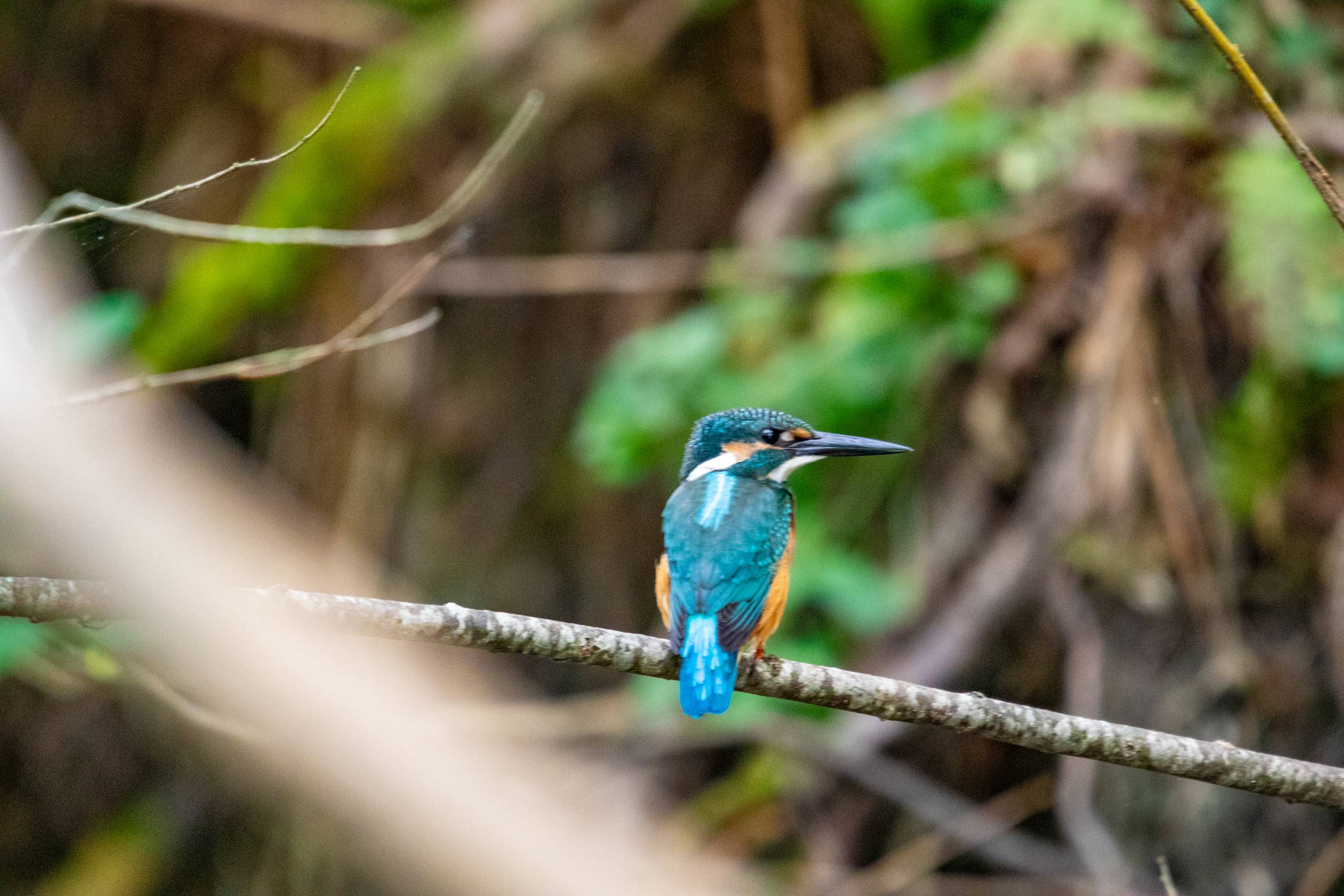 A photograph of an electric blue kingfisher sat on a small branch.