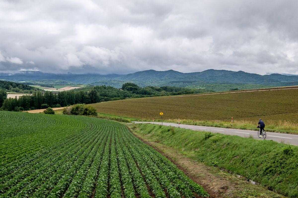 A cyclist rides past farm fields near Biei