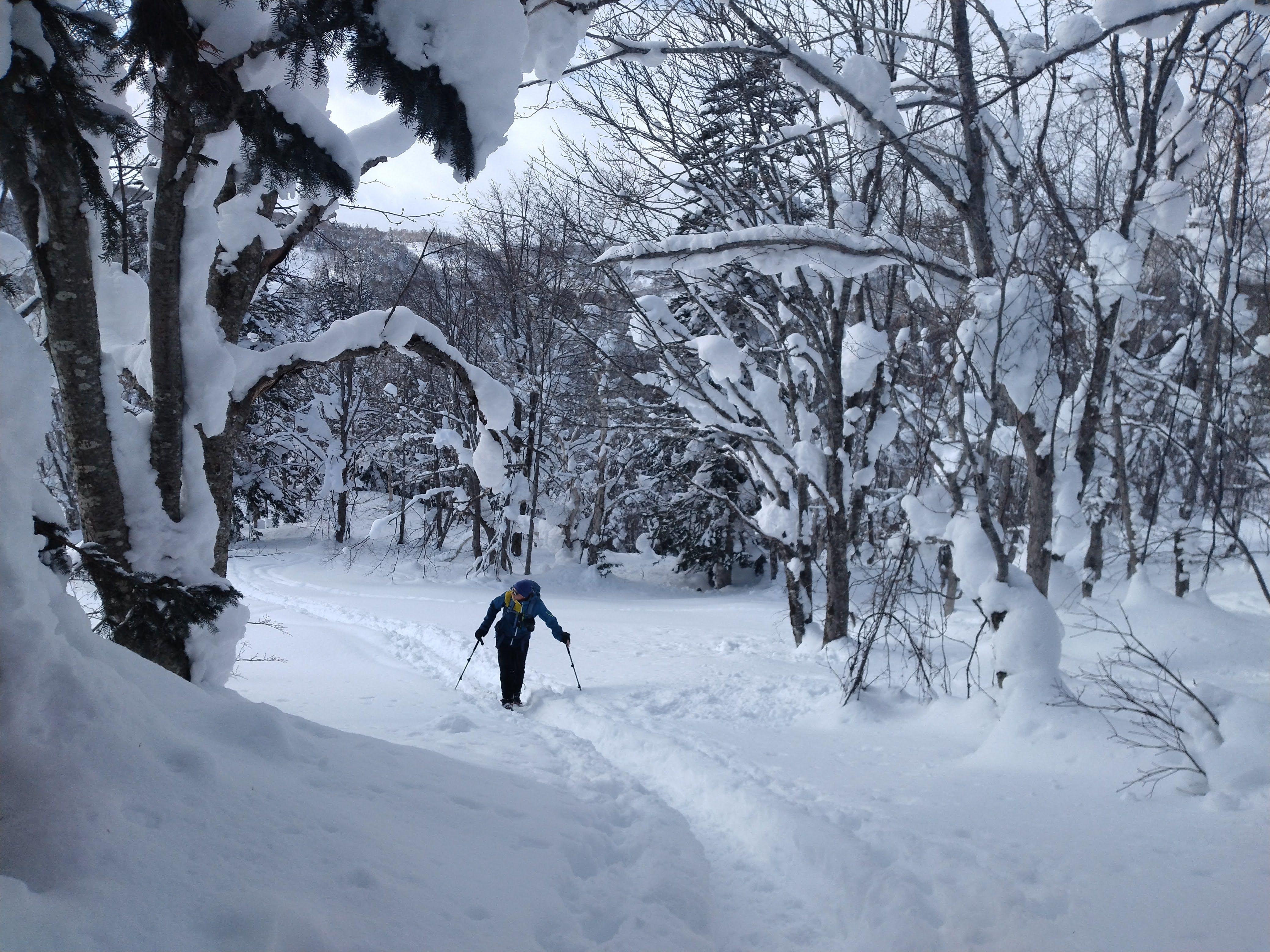 A single hiker snowshoes through a snowy forest at the trailhead of Mt. Kokimobetsu. The trees are laden with snow.