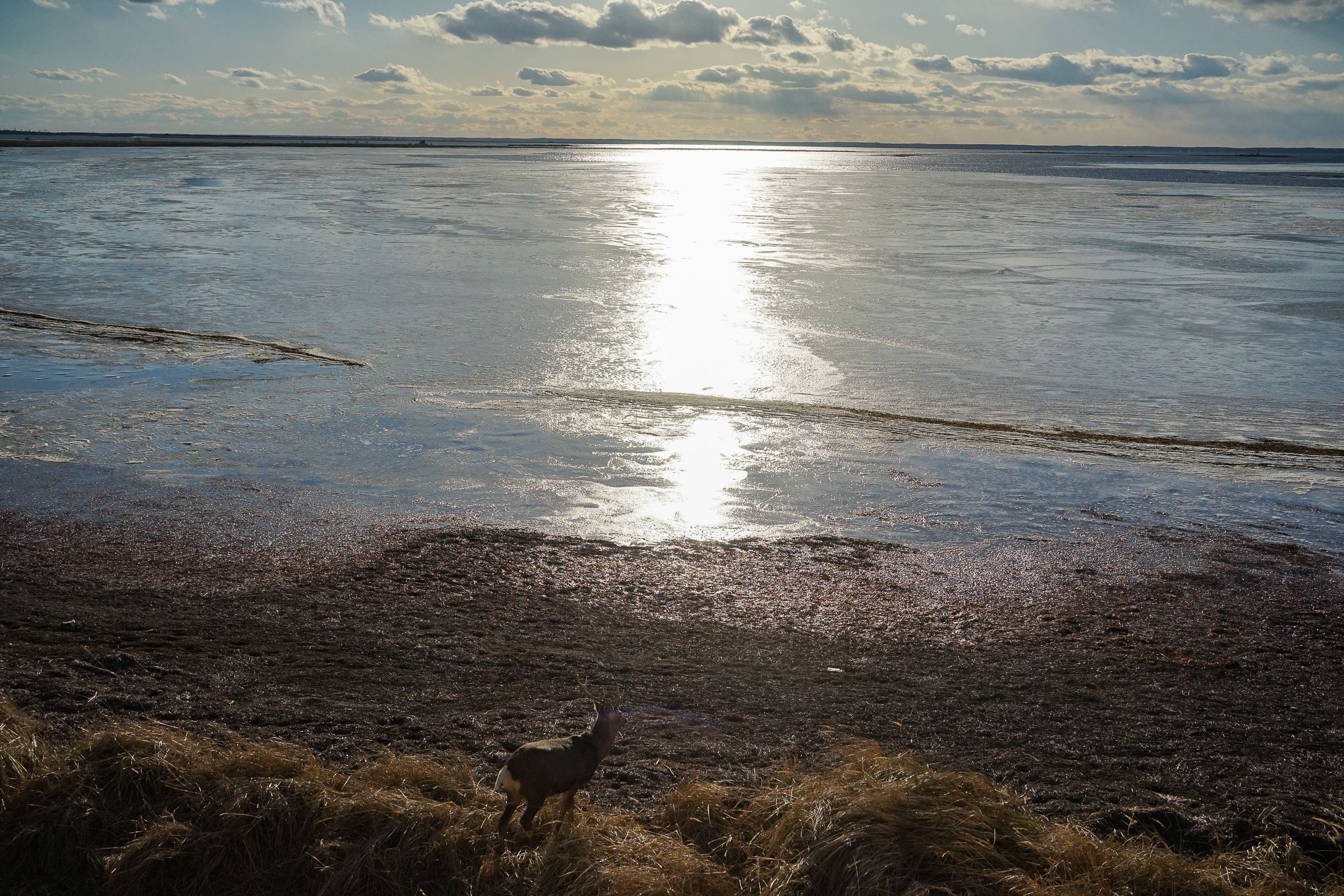 A lone Japanese Deer at Notsuke Peninsula in early winter