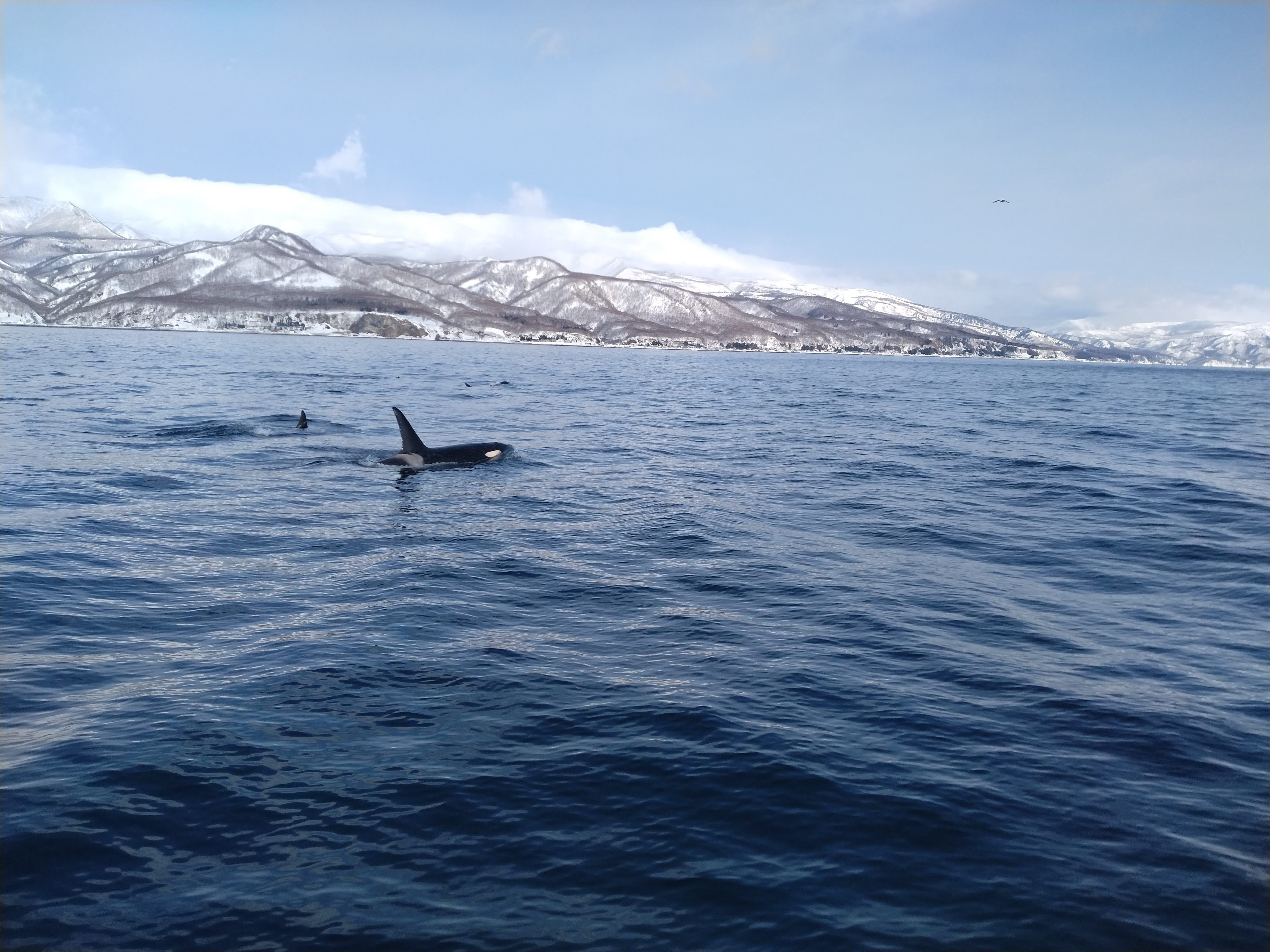A photograph of orcas swimming in the ocean off of the Shiretoko Peninsula in winter. Snow-capped mountains are visible in the background.