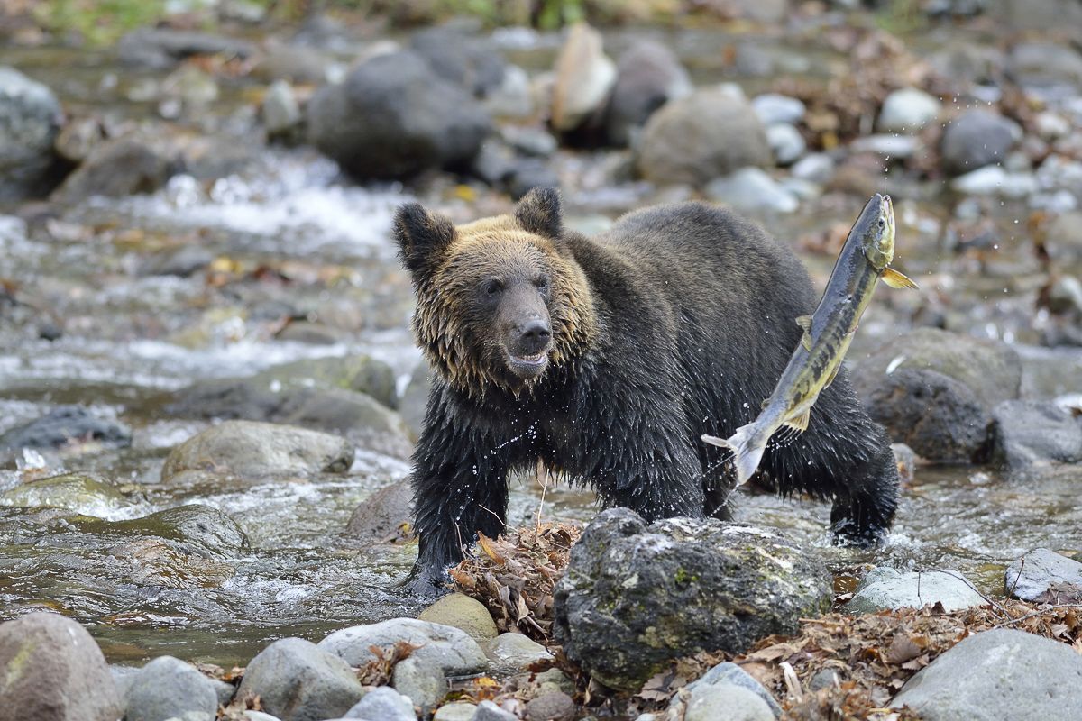 Hokkaido Brown Bear catching salmon