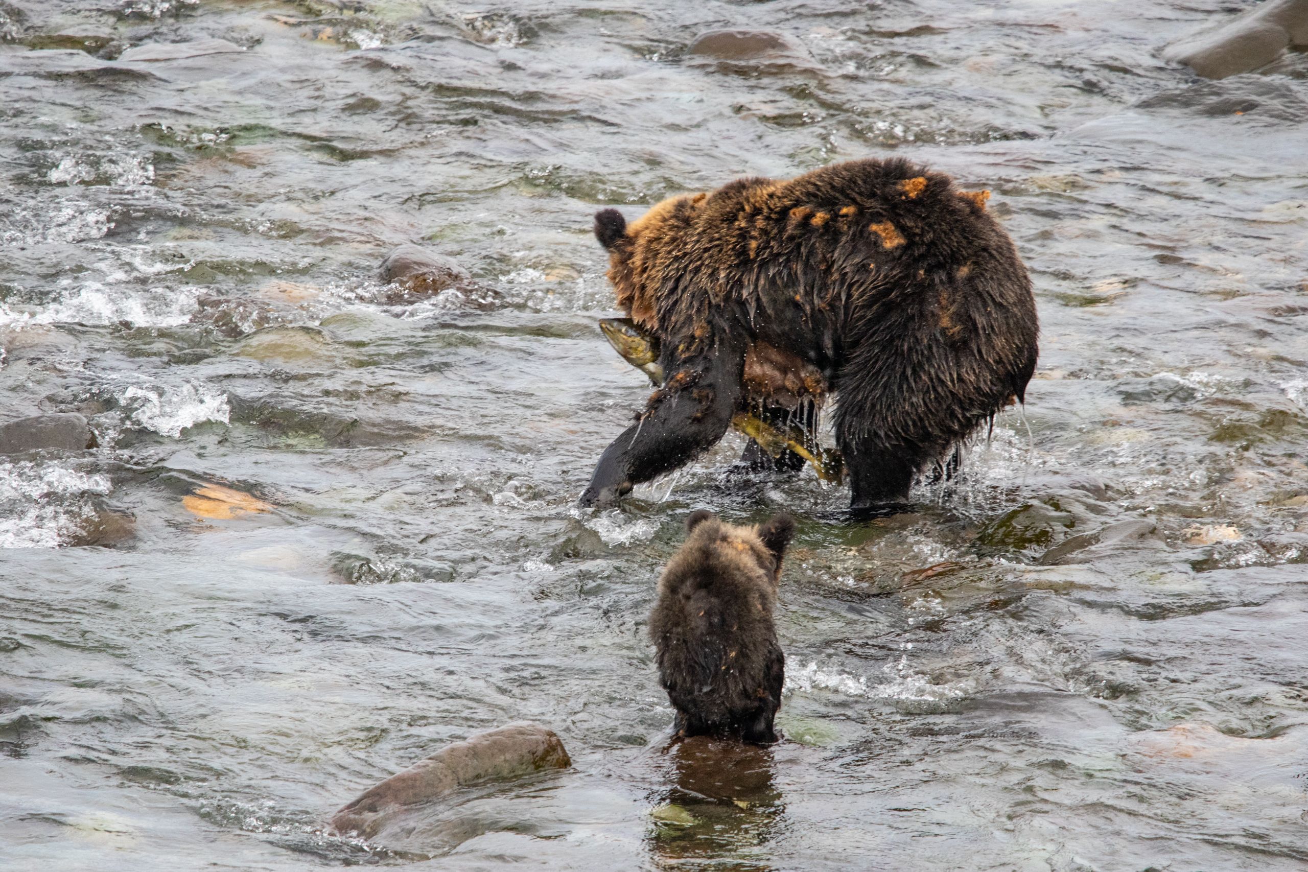 A female brown bear catches a large salmon in the mouth of a river. Her cub is sitting nearby, watching and learning.