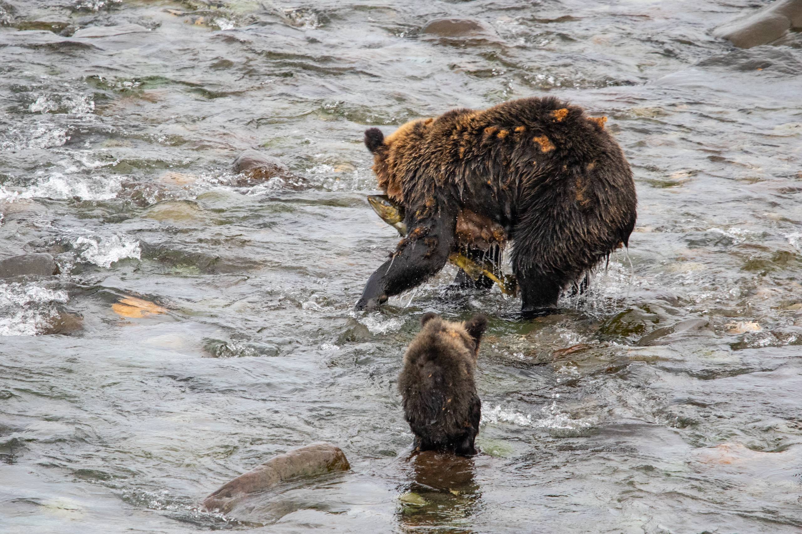 A female brown bear catches a large salmon in the mouth of a river. Her cub is sitting nearby, watching and learning.