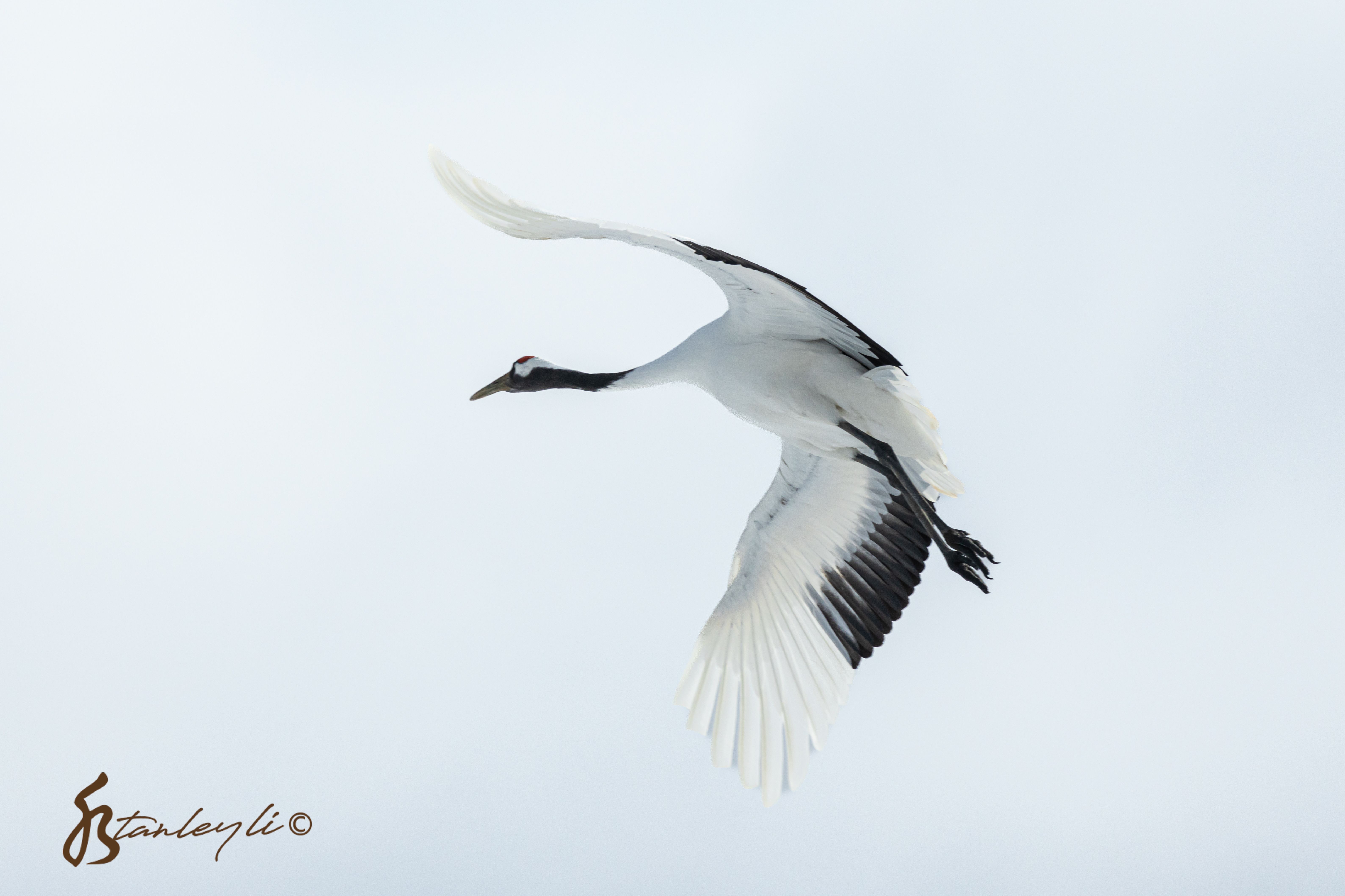 A Red Crowned Crane flying in Tsurui Hokkaido. It's wings resemble the JAL logo.