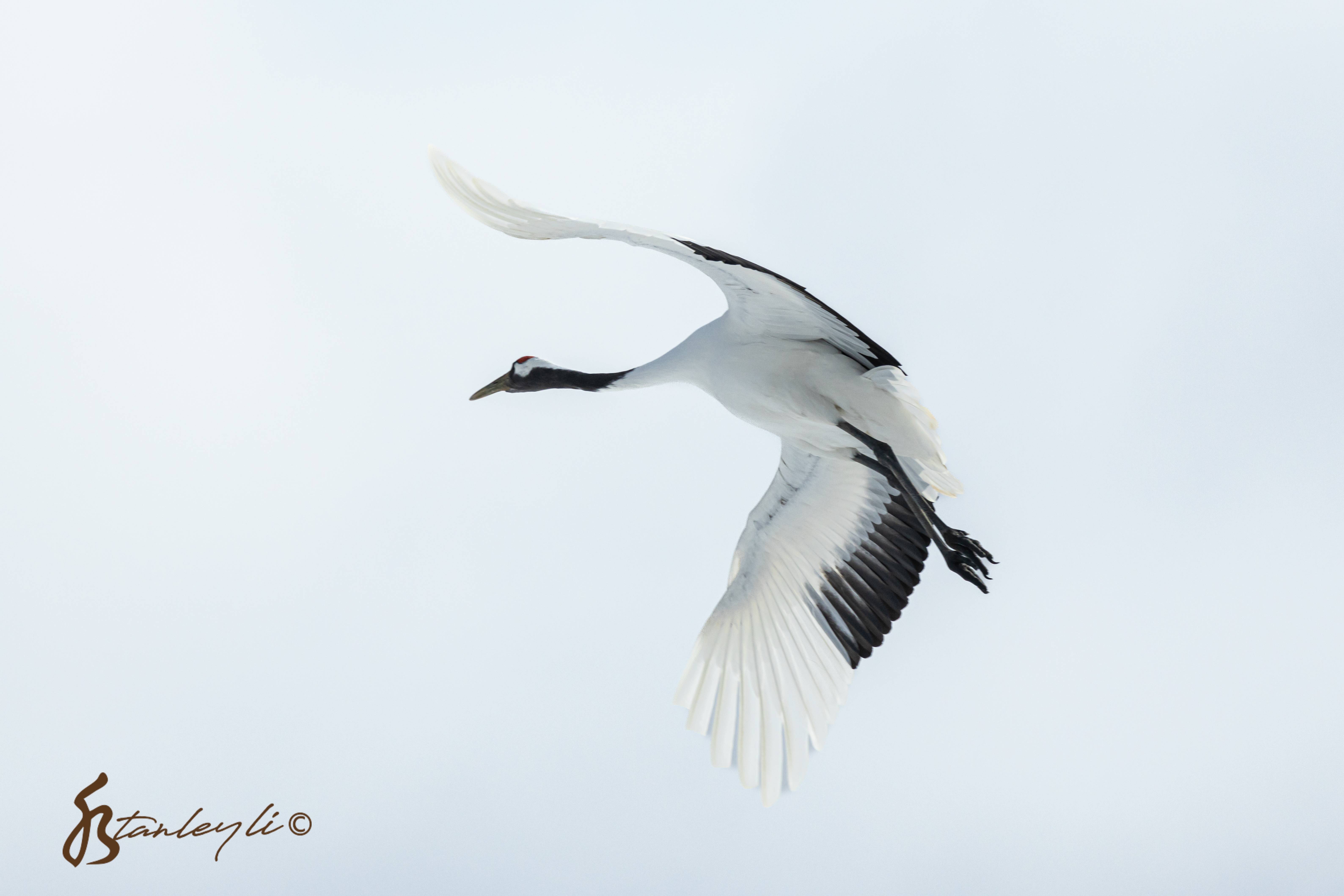 A Red Crowned Crane flying in Tsurui Hokkaido. It's wings resemble the JAL logo.