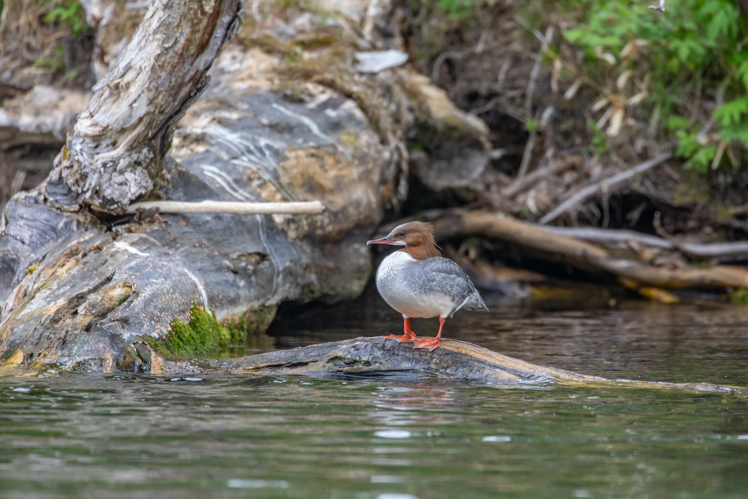 A photograph of a female goosander, a type of waterfowl. It is standing on a log in a river. It has a downy brown head, a smooth white chest and a smooth grey back. Its webbed feet are bright orange.