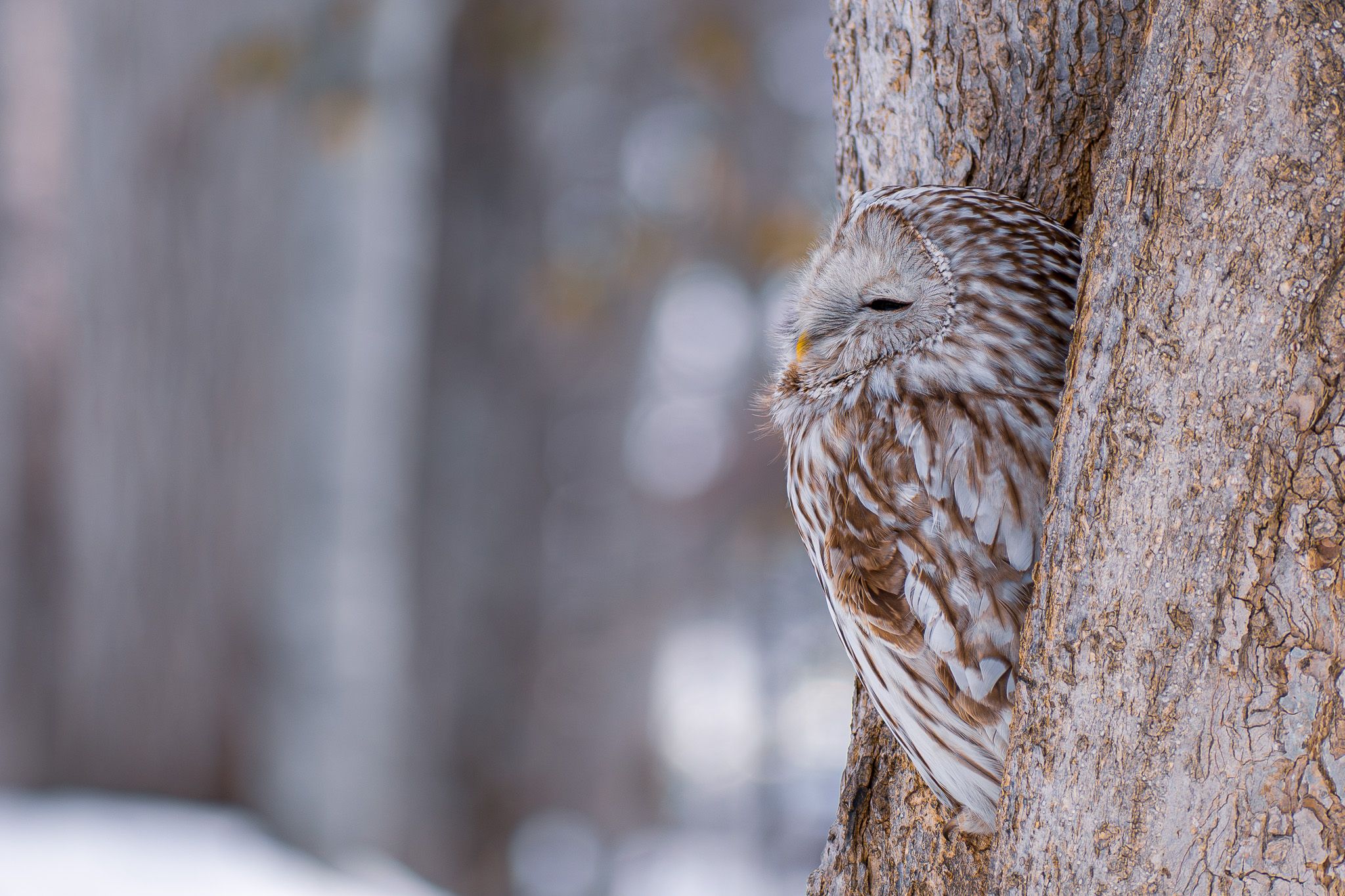 A profile shot of an Ural Owl peeping out of a hole in a tree. Its eyes are half-closed and it looks very sleepy.