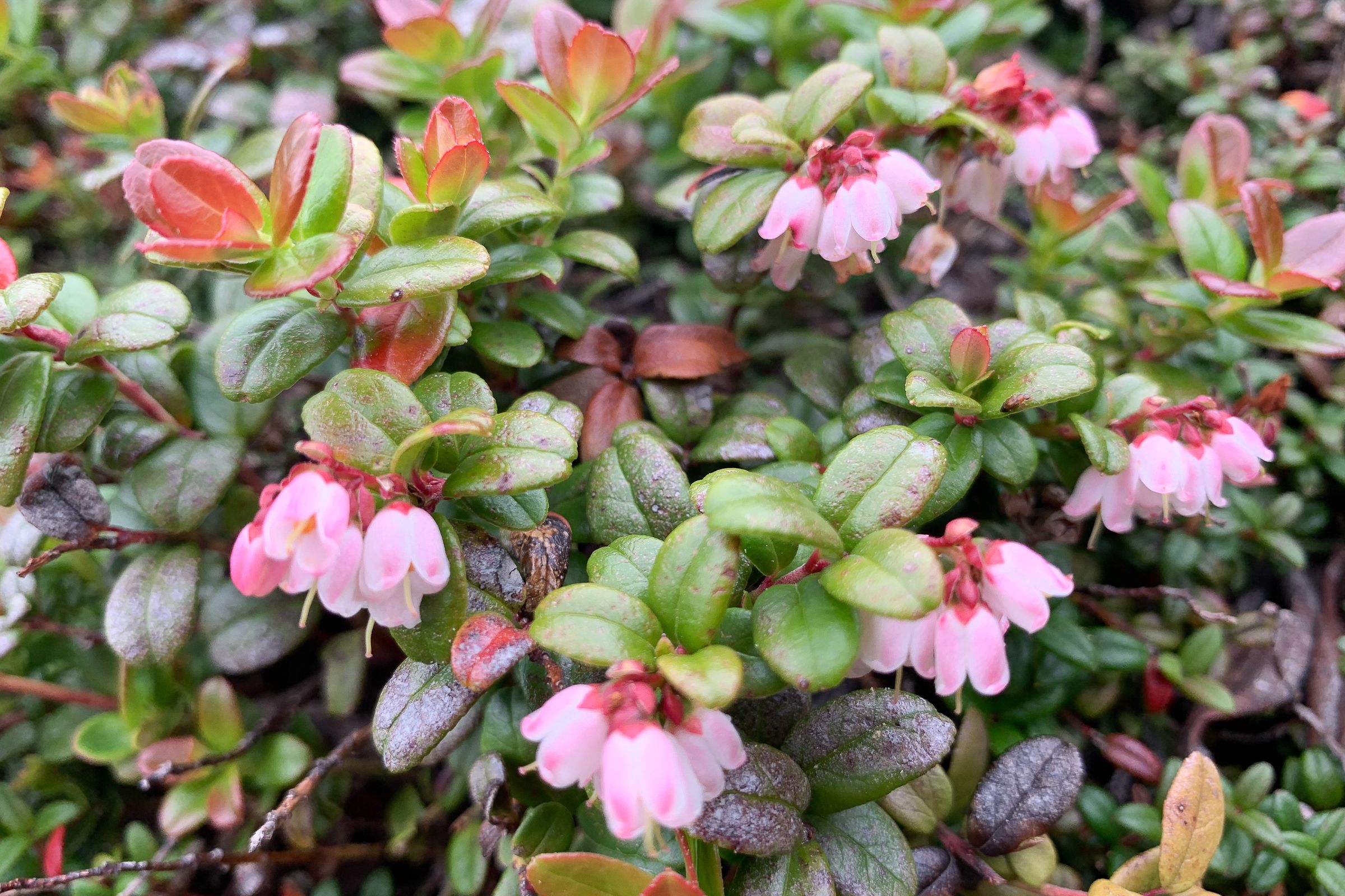 Lingonberry or kokemomo (Vaccinium vitis-idaea) found near Mt. Hakuundake in late July.