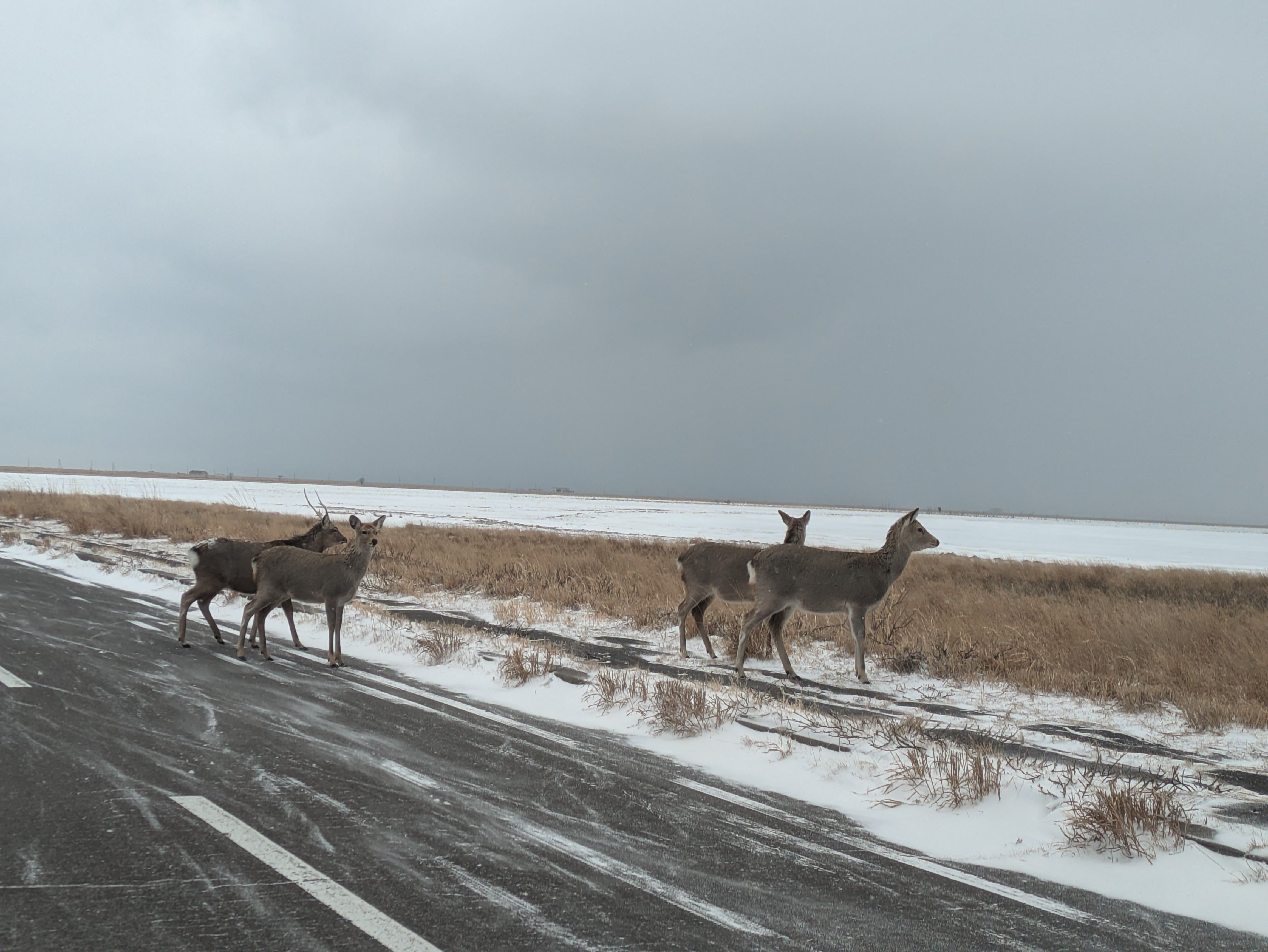 A small herd of deer crosses a snowy road on the Notsuke Peninsula, Hokkaido.