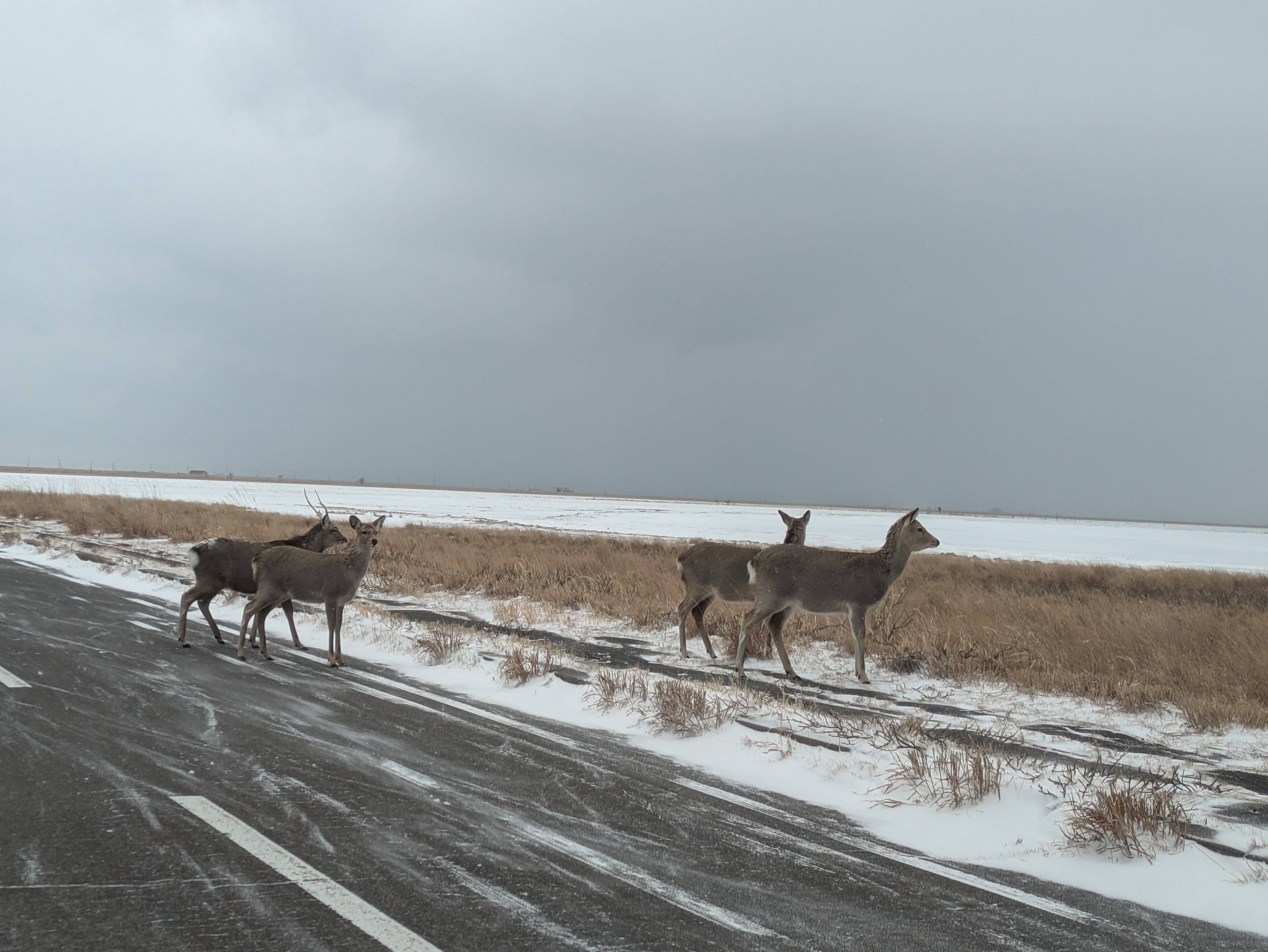 A small herd of deer crosses a snowy road on the Notsuke Peninsula, Hokkaido.
