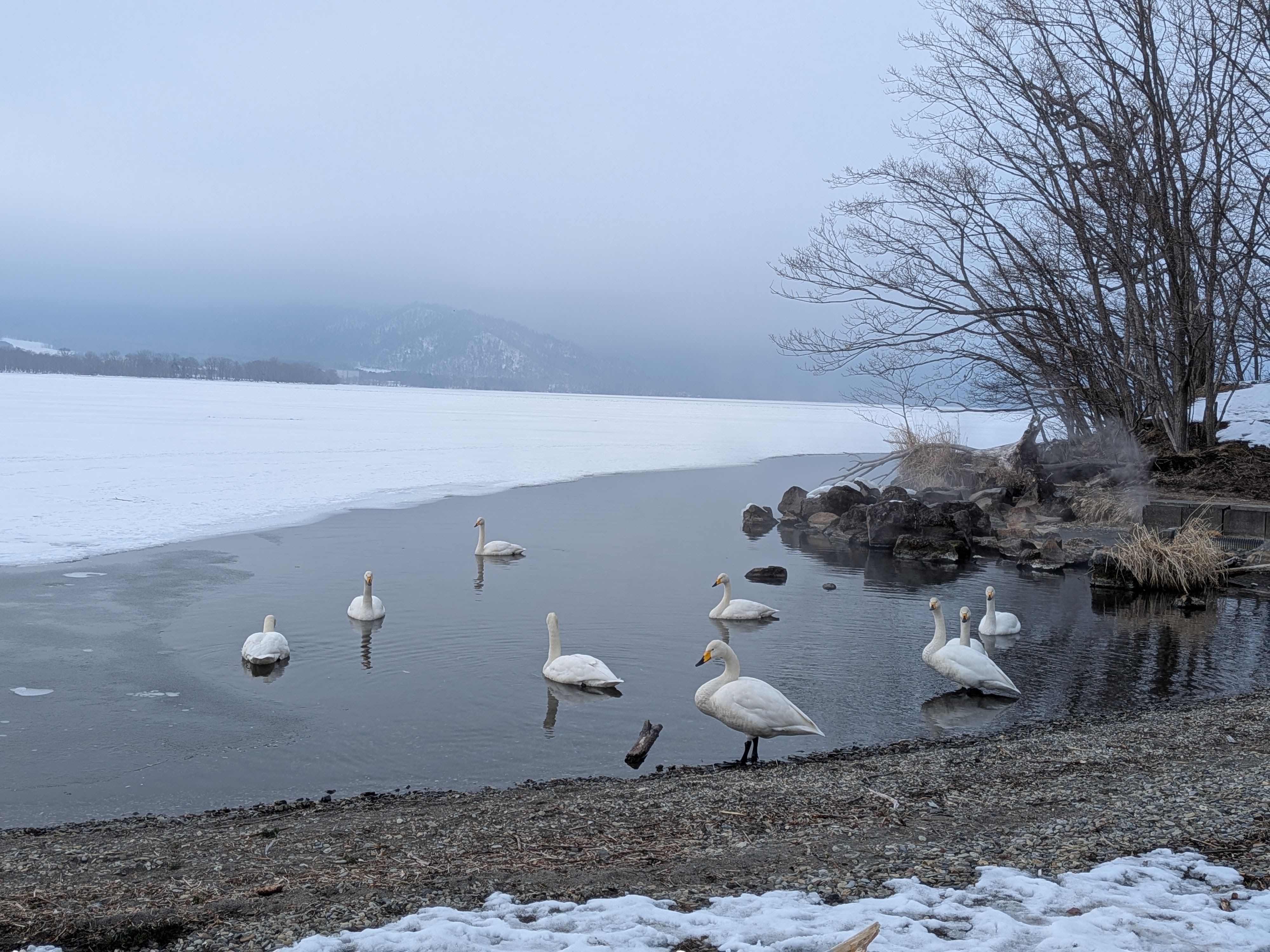 Swans rest and paddle in the waters on the coast of Lake Kussharo. It appears to be a hot spring and steam is rising from the water's surface.