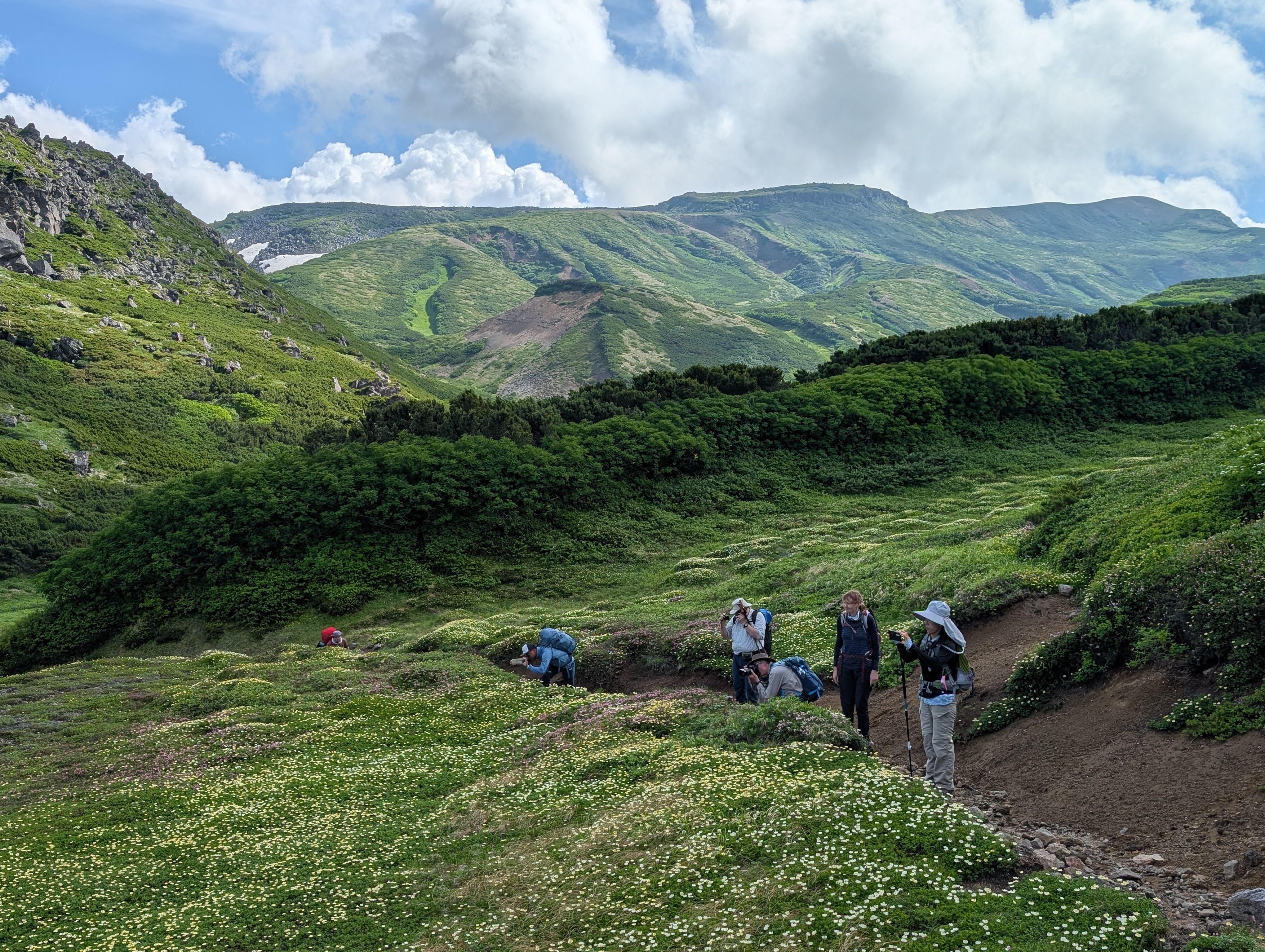 A group of hikers have stopped to admire a vast field of Aleutian Avens flowers along the Asahidake-Kurodake Traverse in Daisetsuzan National Park. Many of them are leaning down for a closer look and taking photographs.