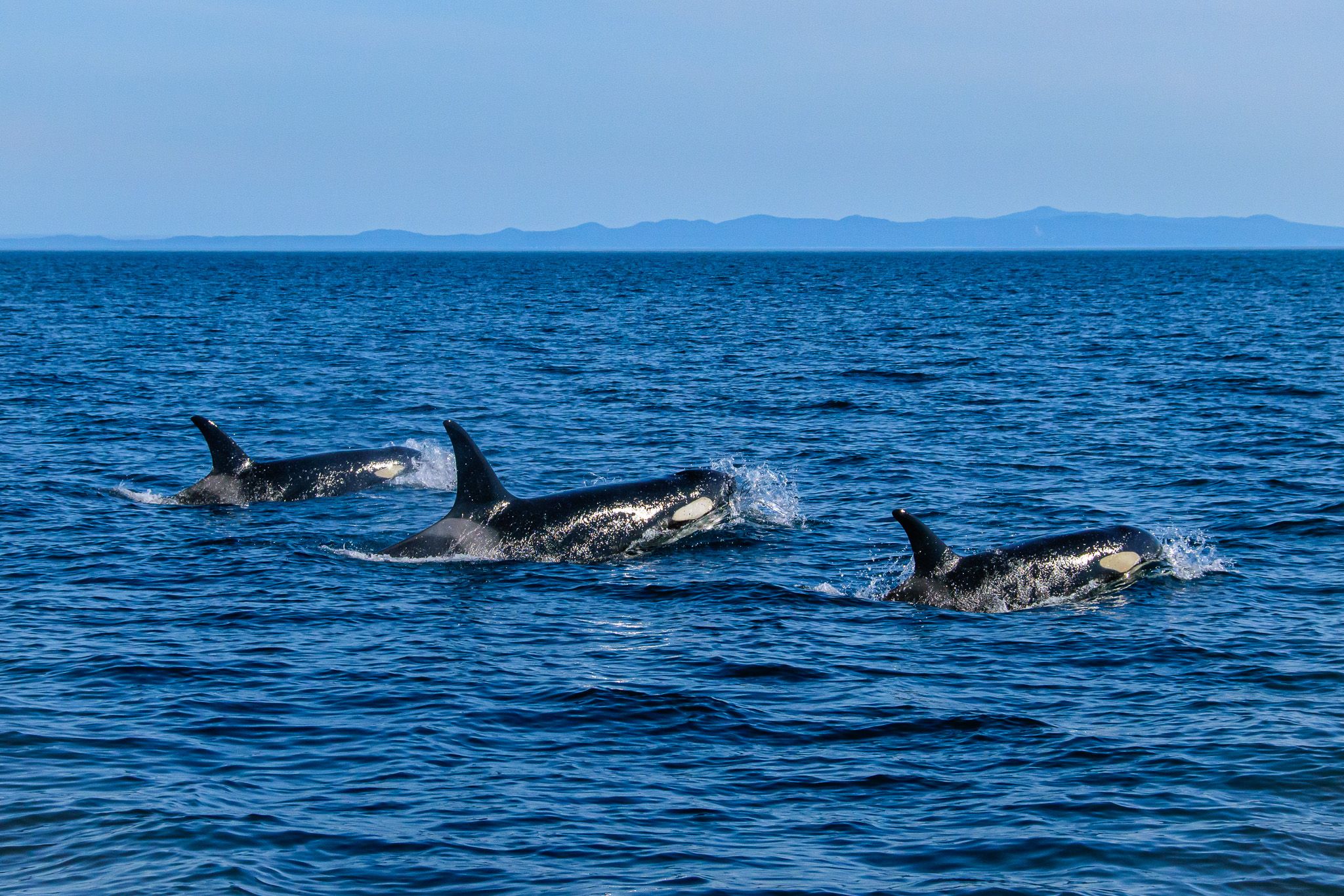 Three Orca breaching off the Shiretoko coast.