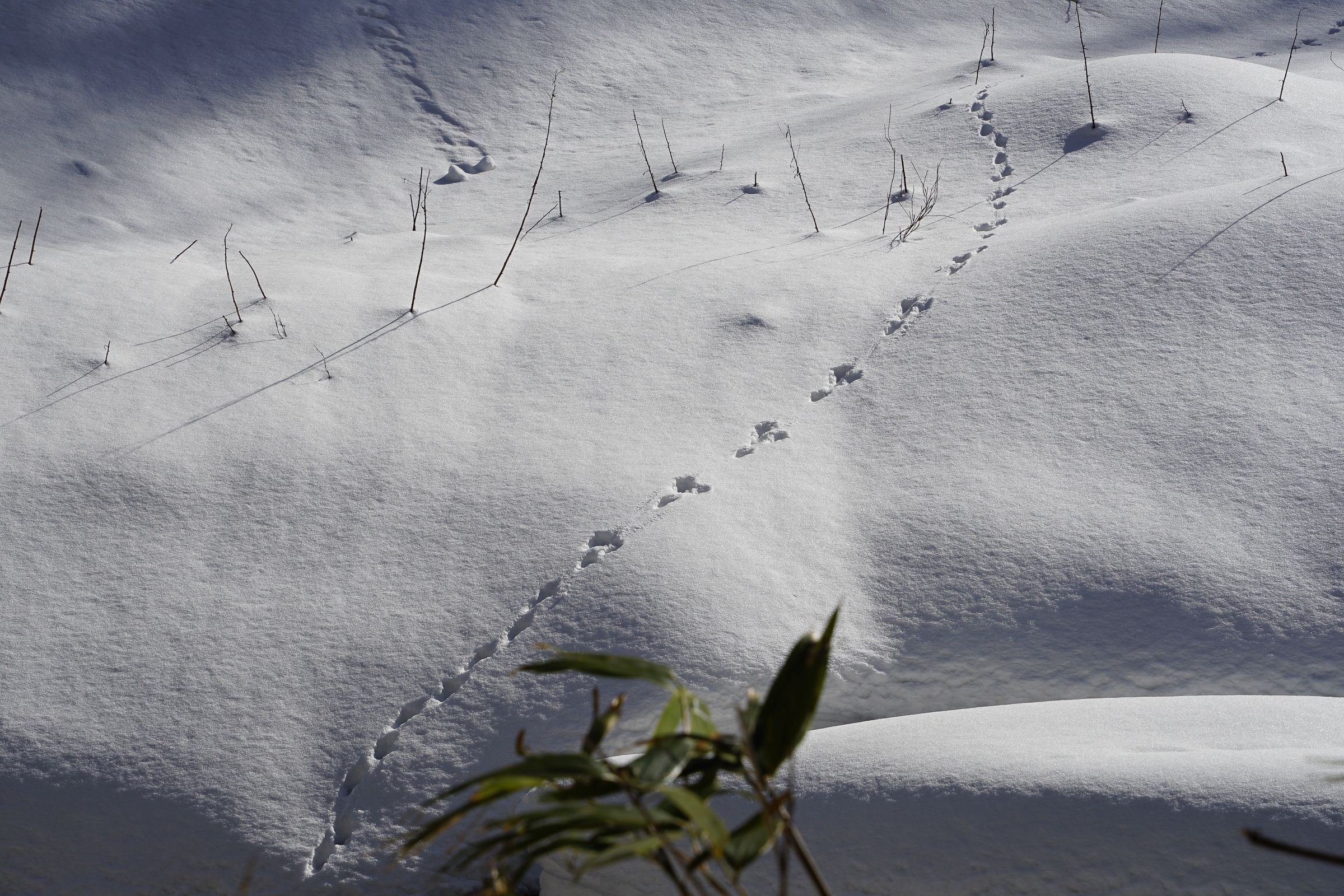 A trail of Snow Hare footprints winds across a pristine, sunlit snowbank in Hokkaido. This quiet winter scene shows small paw prints leading uphill through deep white powder, punctuated by thin, dry stalks of bamboo grass.