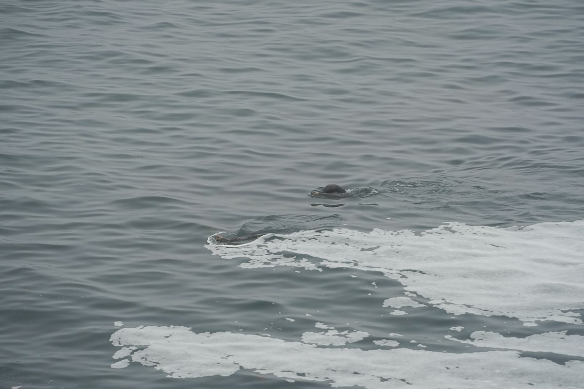 Parents and a calf sea otters swimming joyfully at Cape Kiritappu