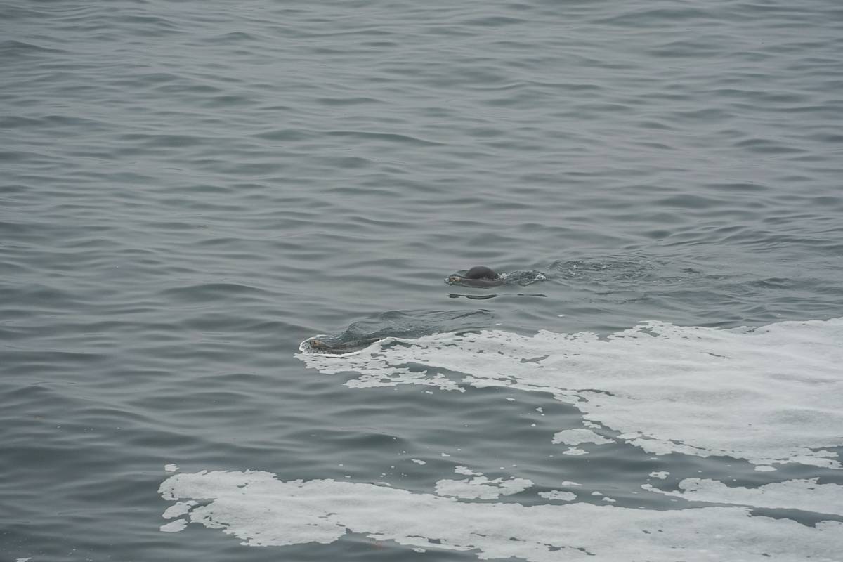 Parents and a calf sea otters swimming joyfully at Cape Kiritappu