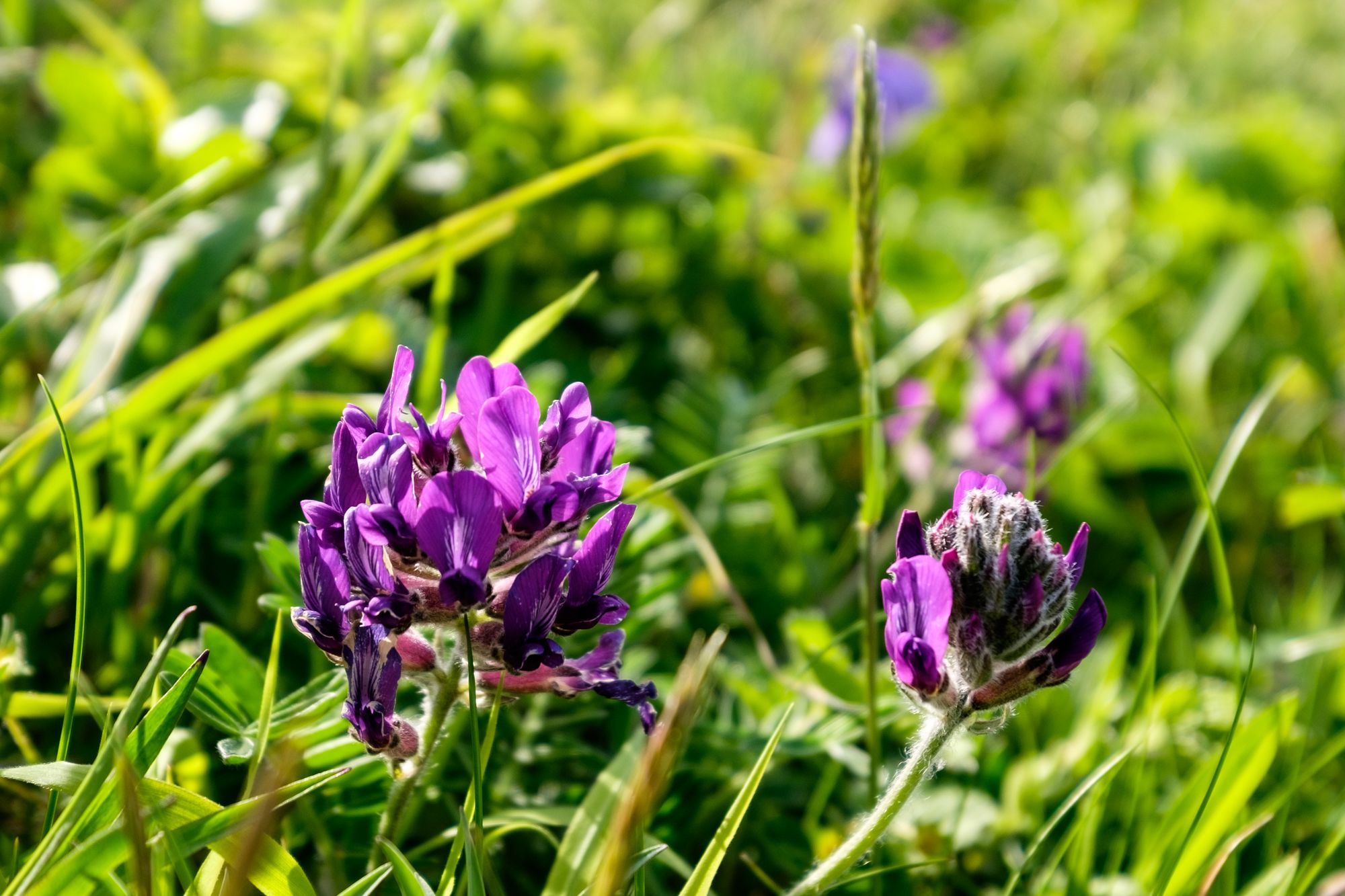 Purple Rebunsou flowers on Rebun Island